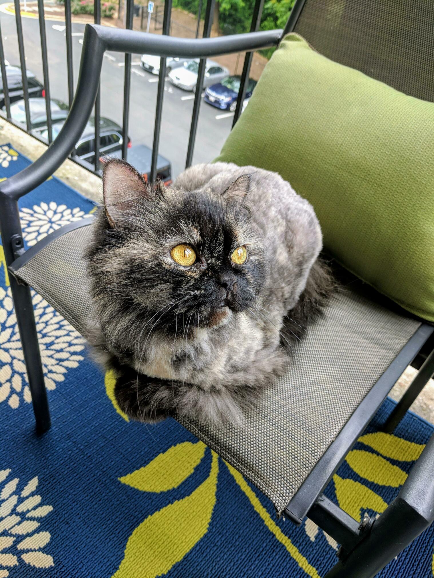 My Pretty Girl Visa Likes to Sit with Me on the Patio