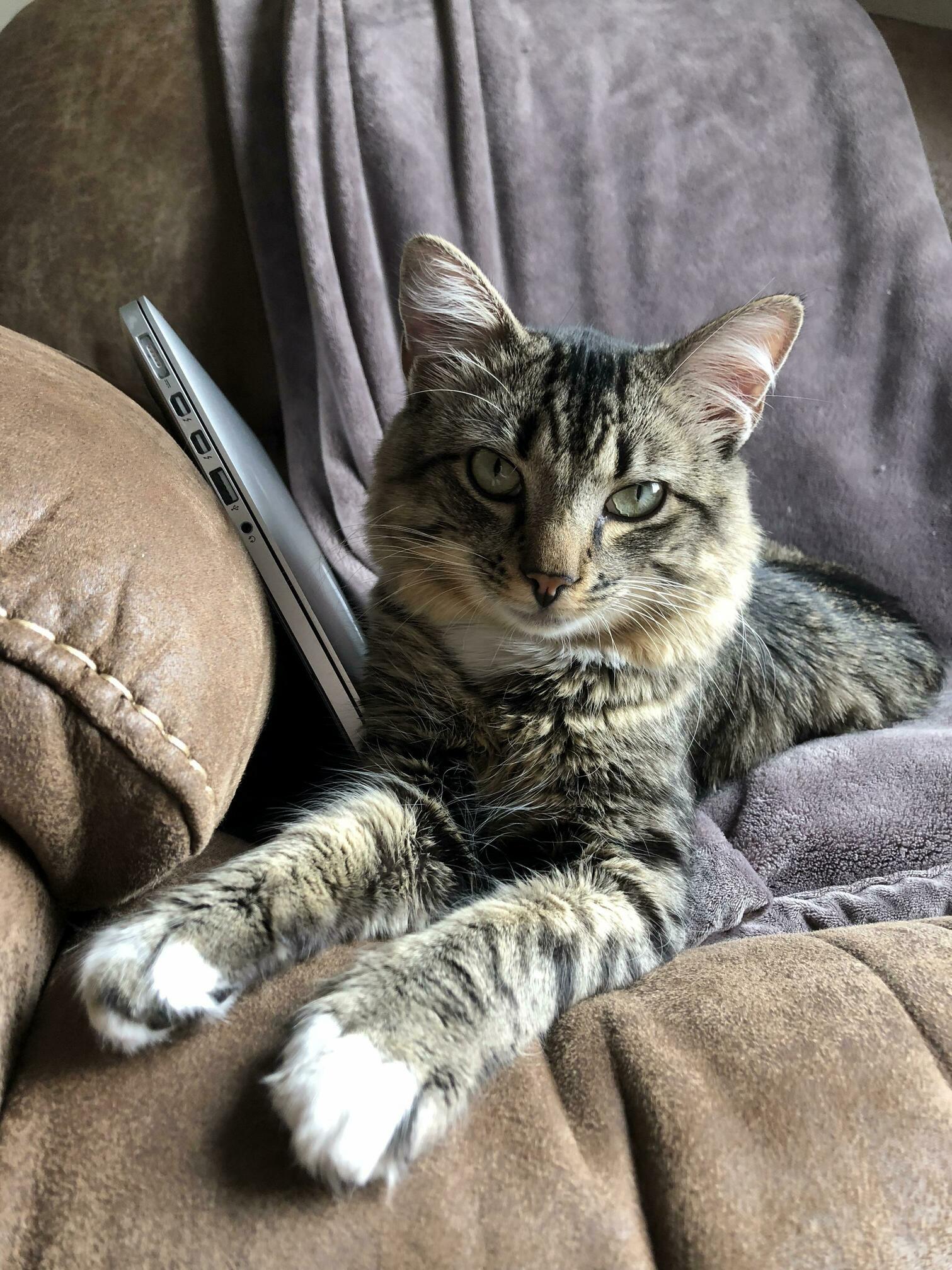 My Recently Adopted Stray, Bones