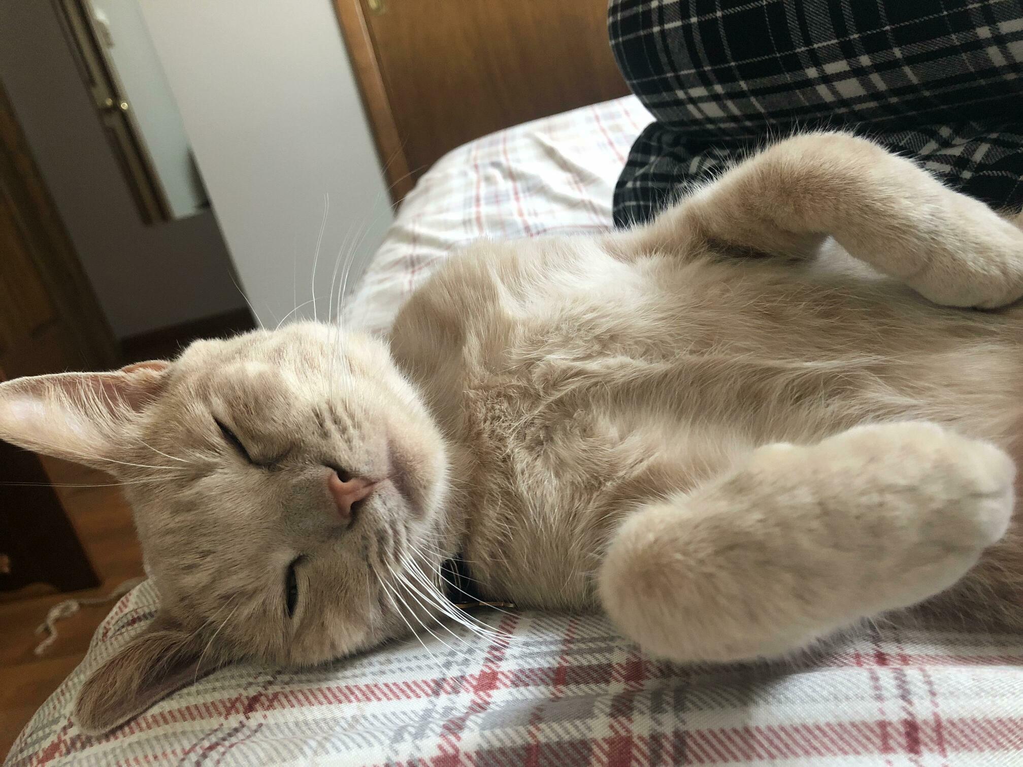 My Snuggle Buddy Lou.