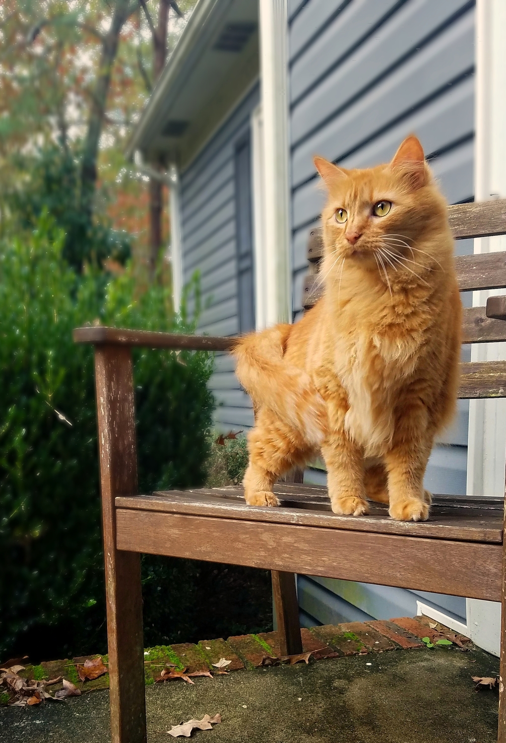 My Sweet Rosie Cotton, Queen of the Front Porch