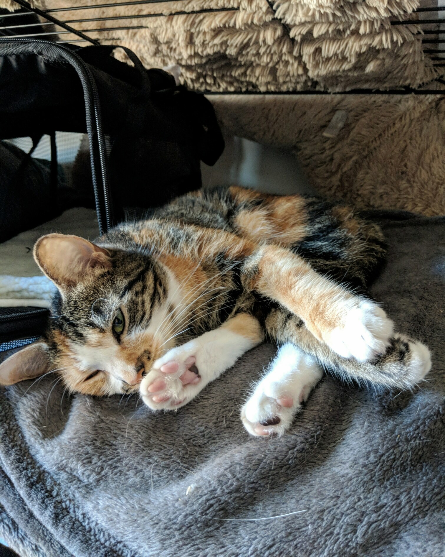 My Tuckered Out Kitty, Fallen Whisker and All.