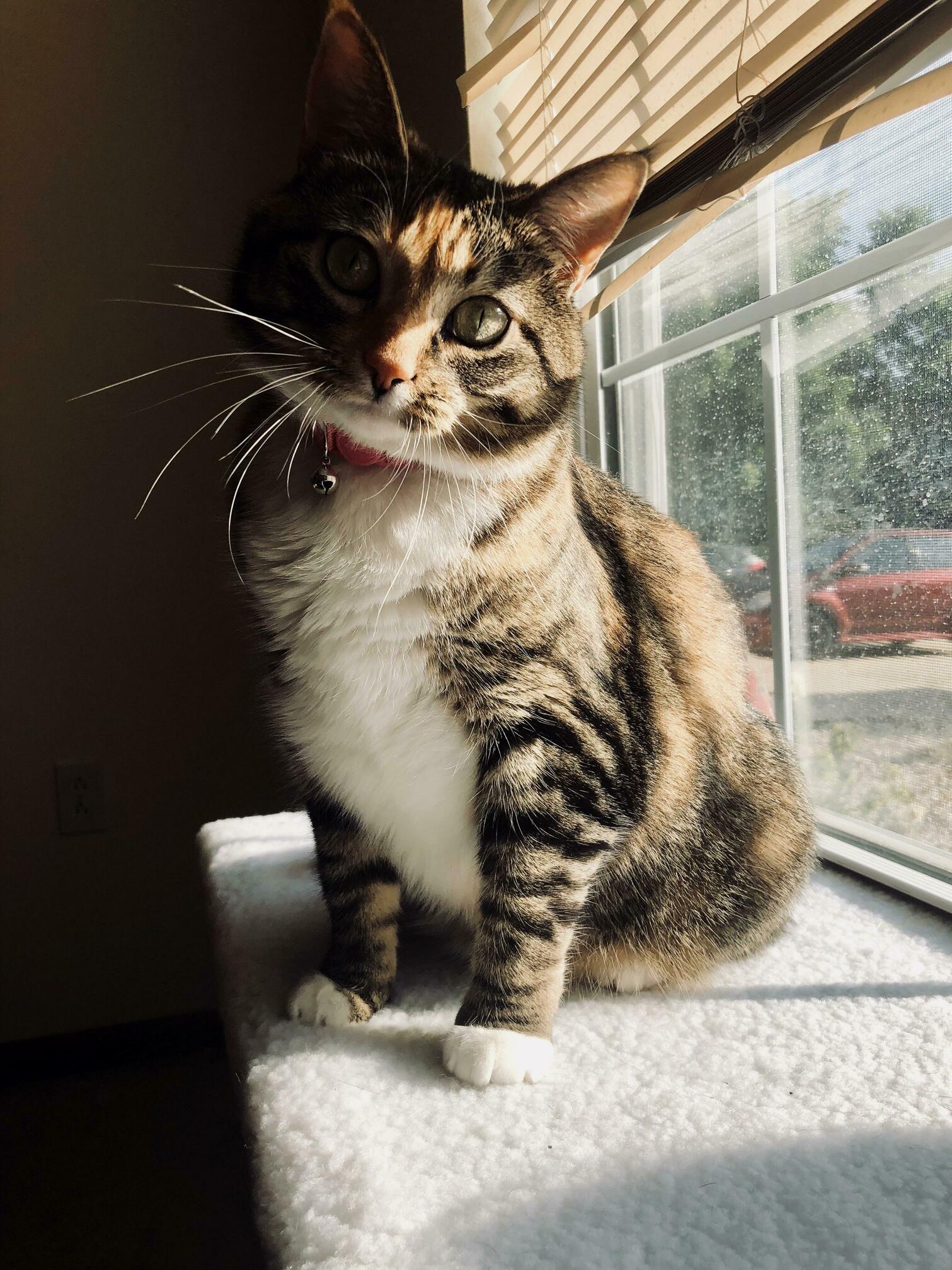 My Very Photogenic Girl