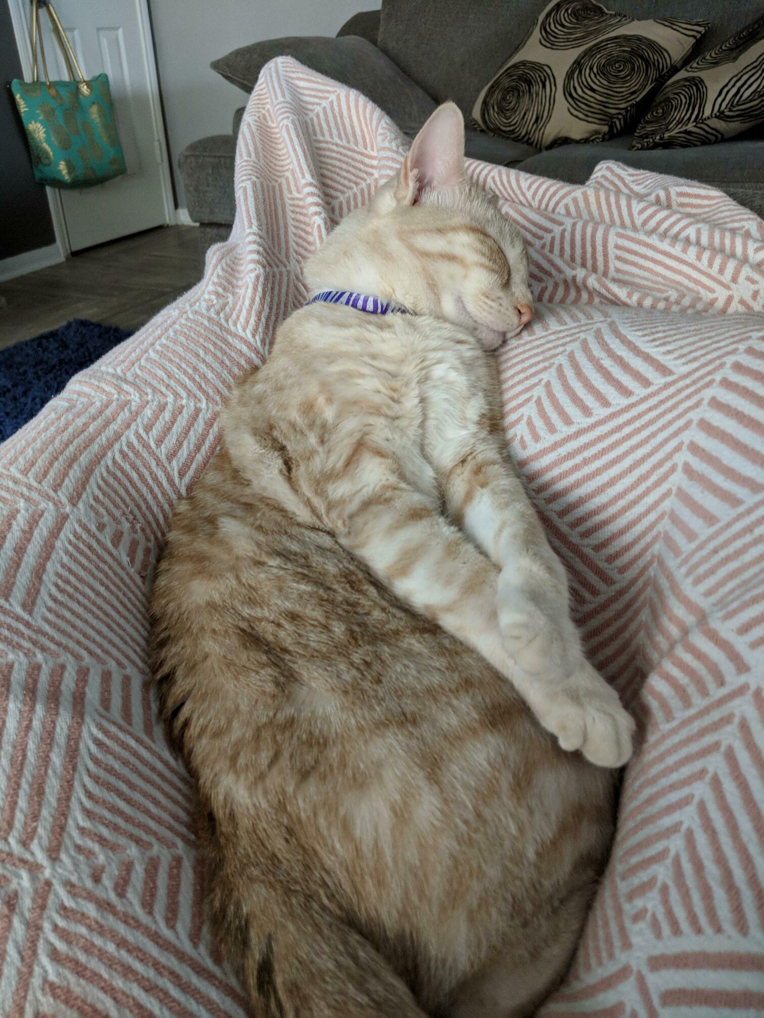 Nala Always Finda a Cute Way to Sleep