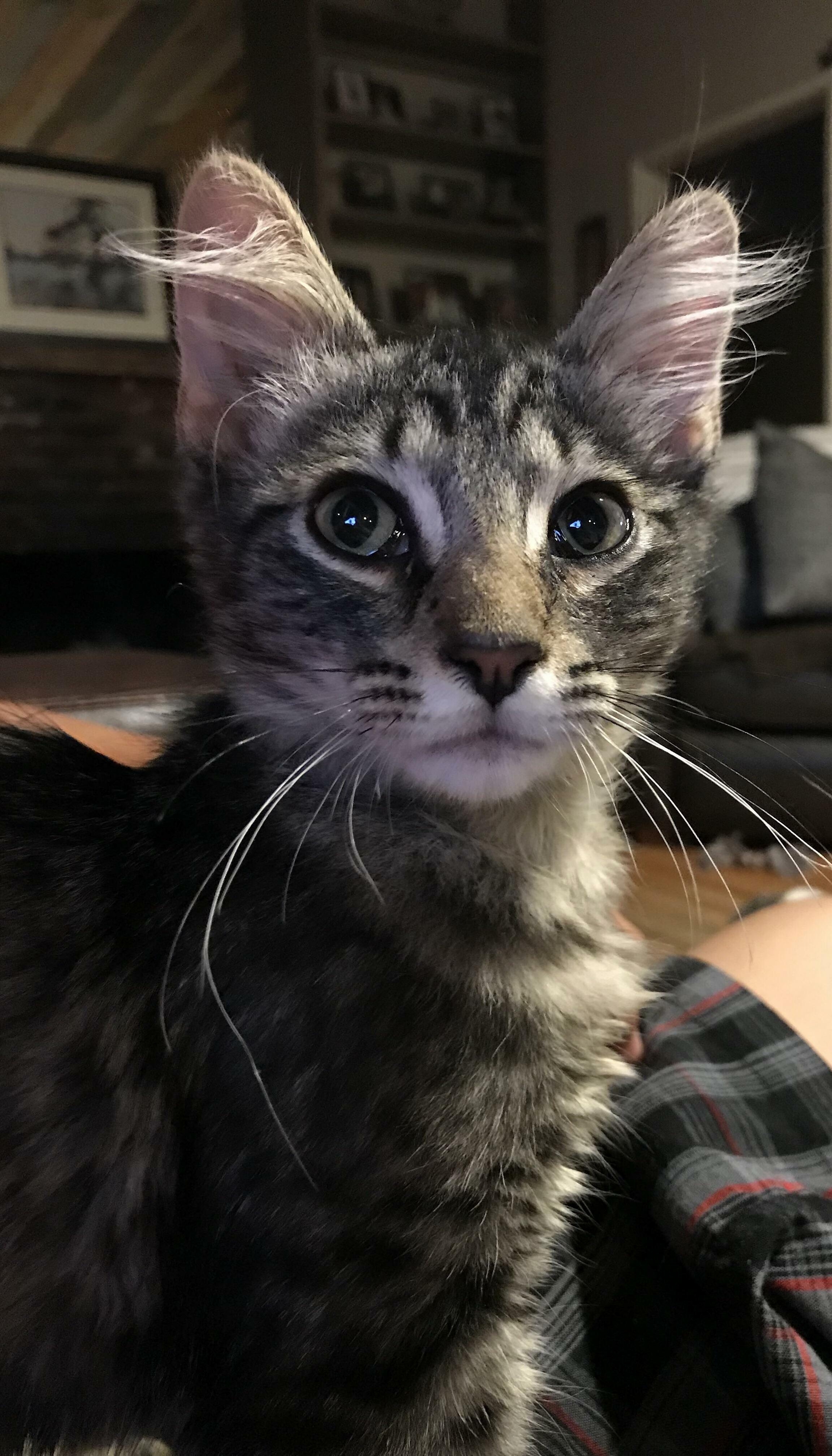 Names Hes Got Fluffy Ears and a Fluffy Tail but No Name