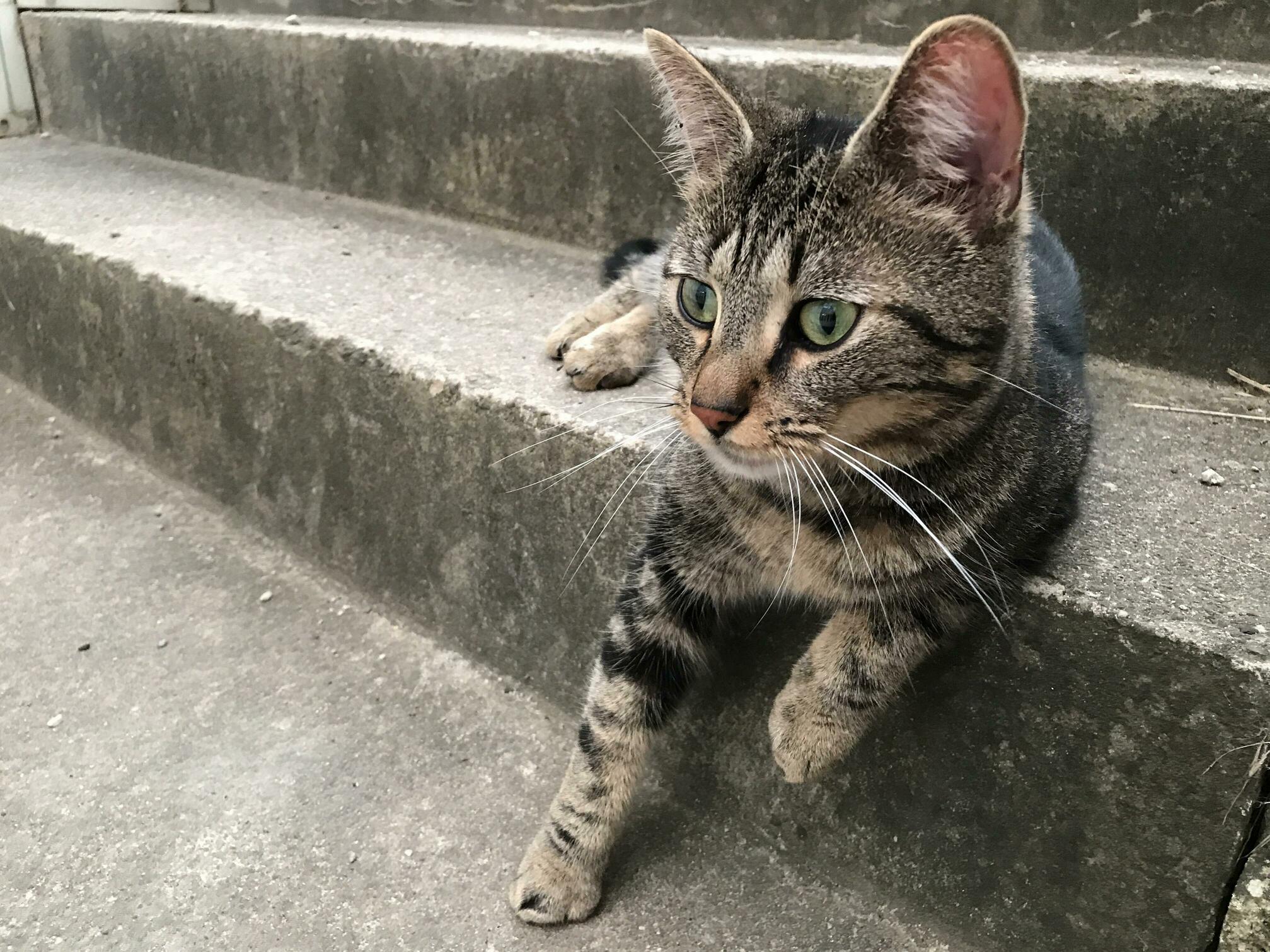 New Cat in Our Neighborhood