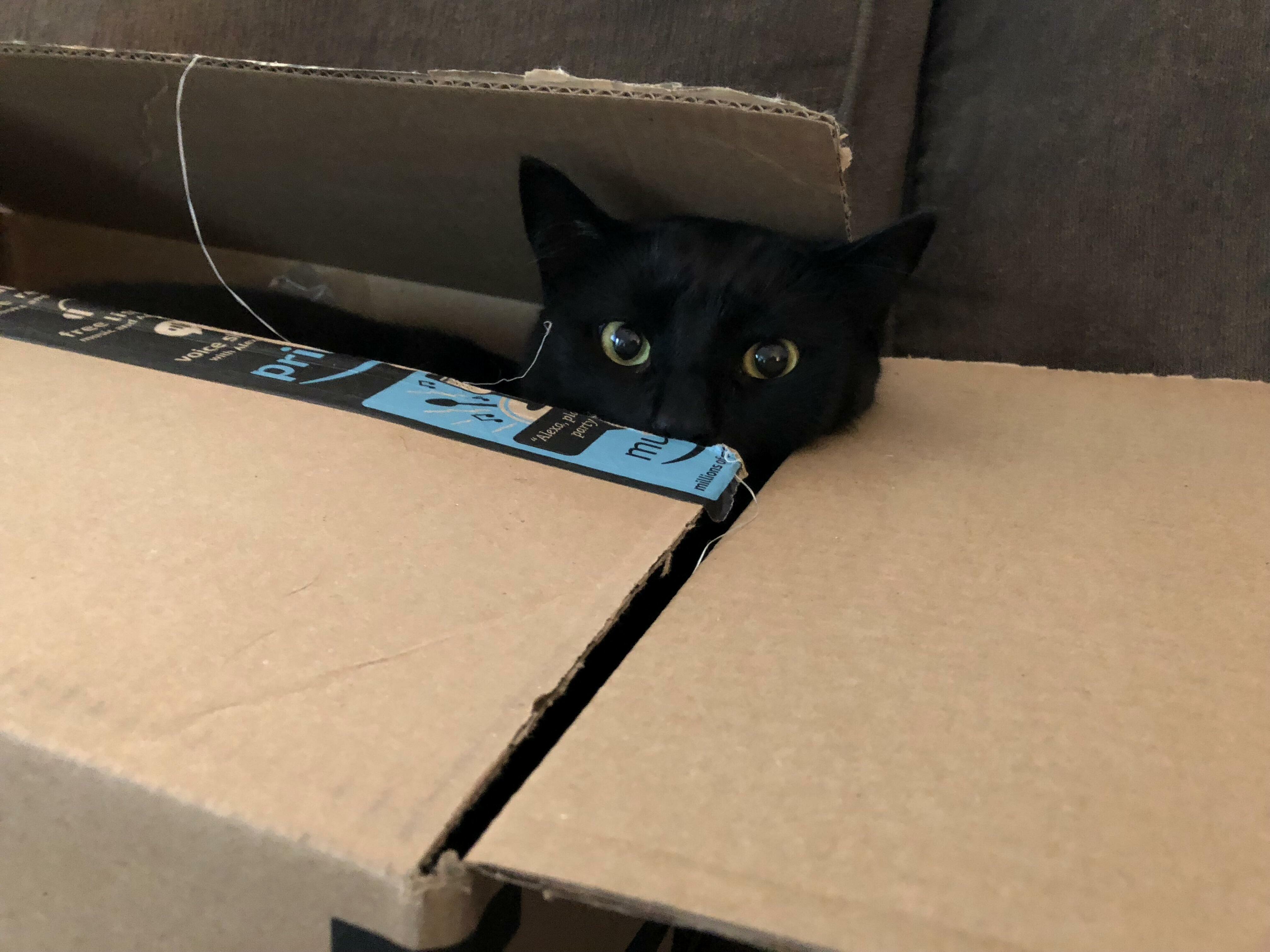 New Cat Trap Is Dexter Approved...5 Stars!