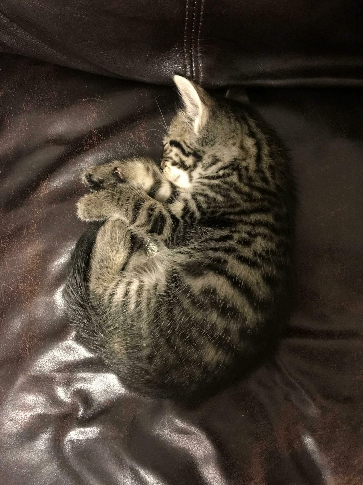 New Cat Info Plz