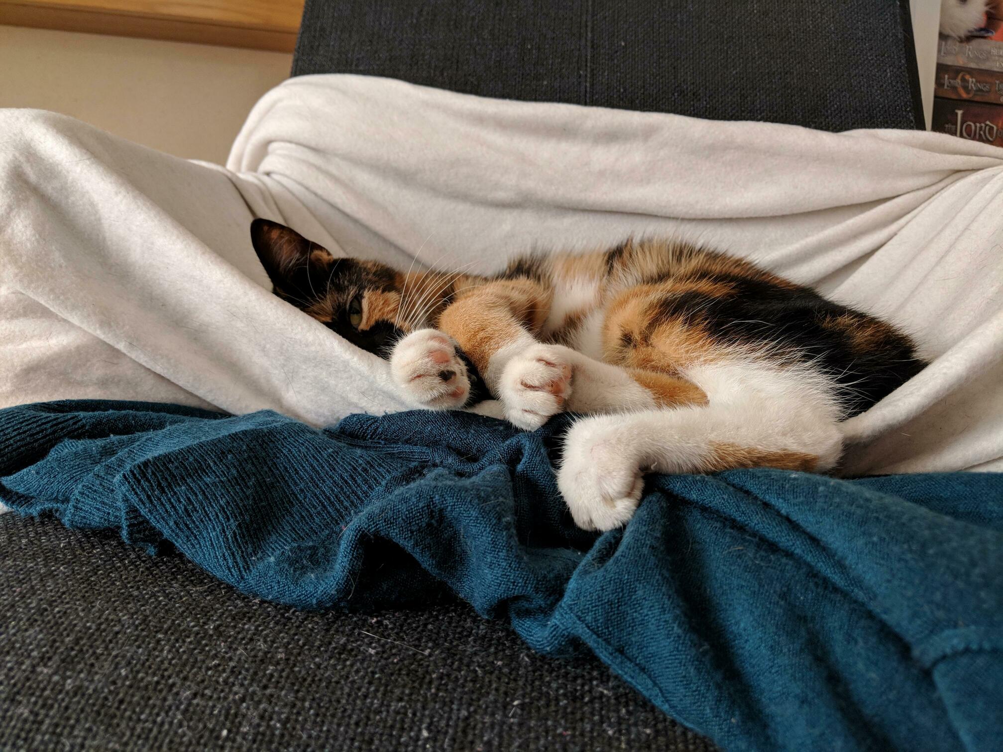 No, This Is My Chair Now