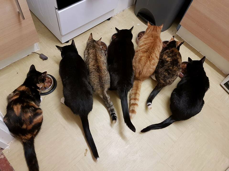 Nom Time Is Such a Civilised Affair in Our Household.