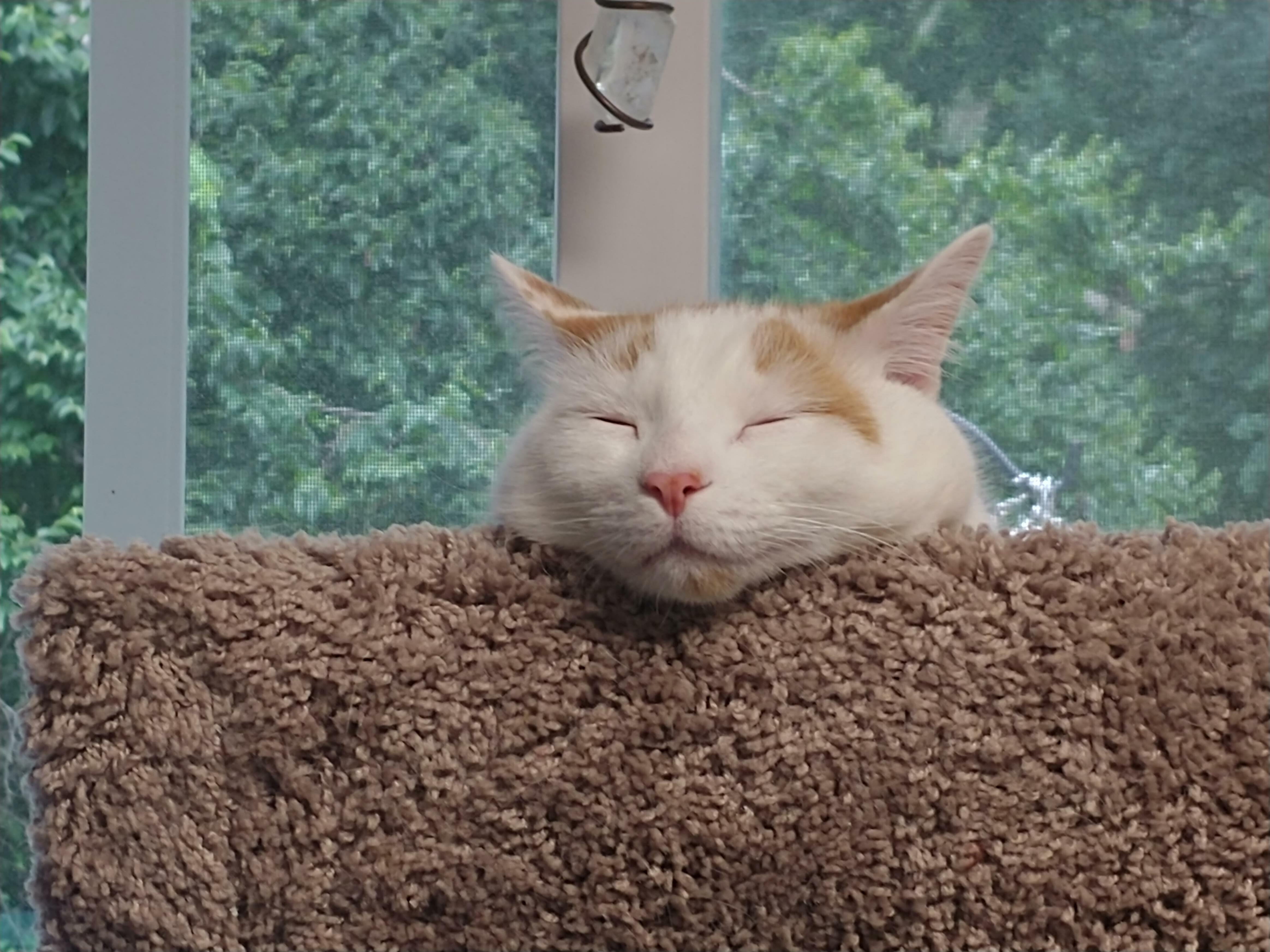 Not a Care