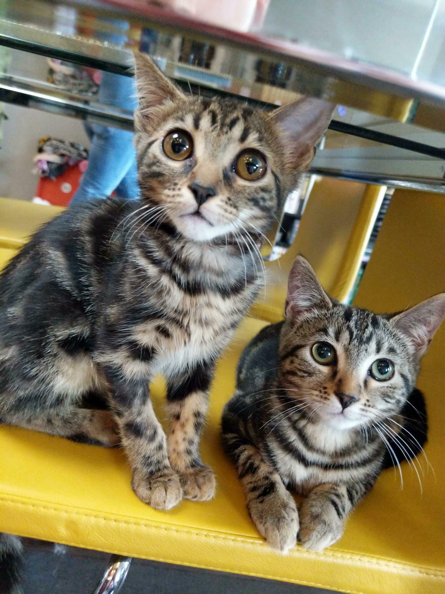 Not Sure If Im Fostering Kittens or Aliens