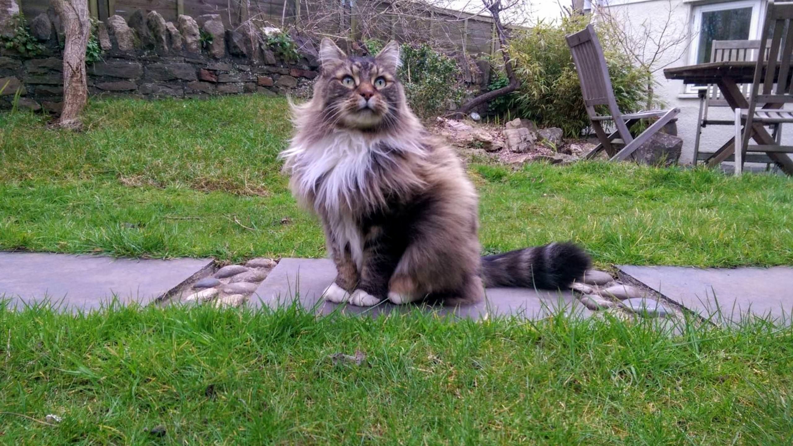 Not Sure Where the Fluff Stops and the Cat Begins