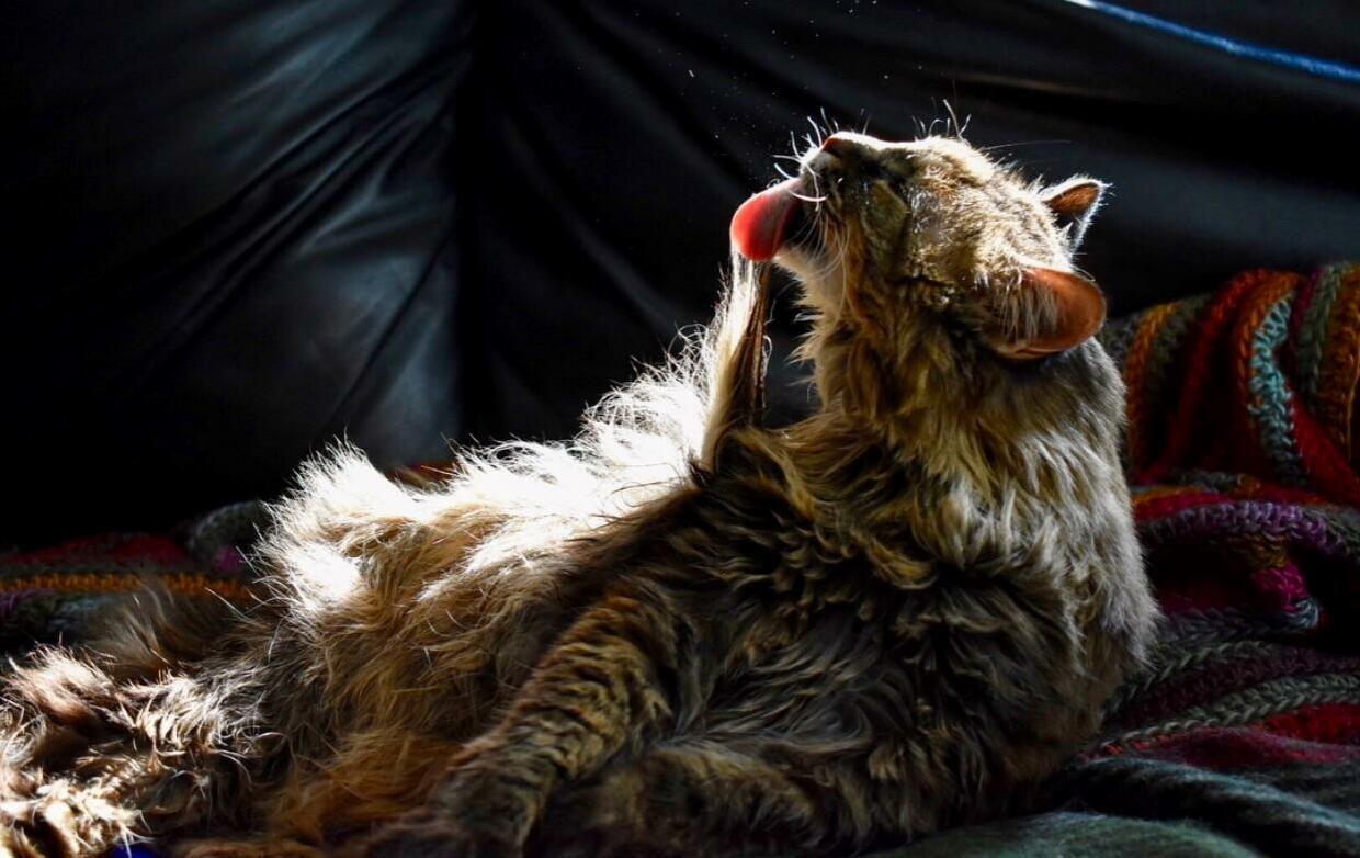 Nothing Like an Evening Sun Bath