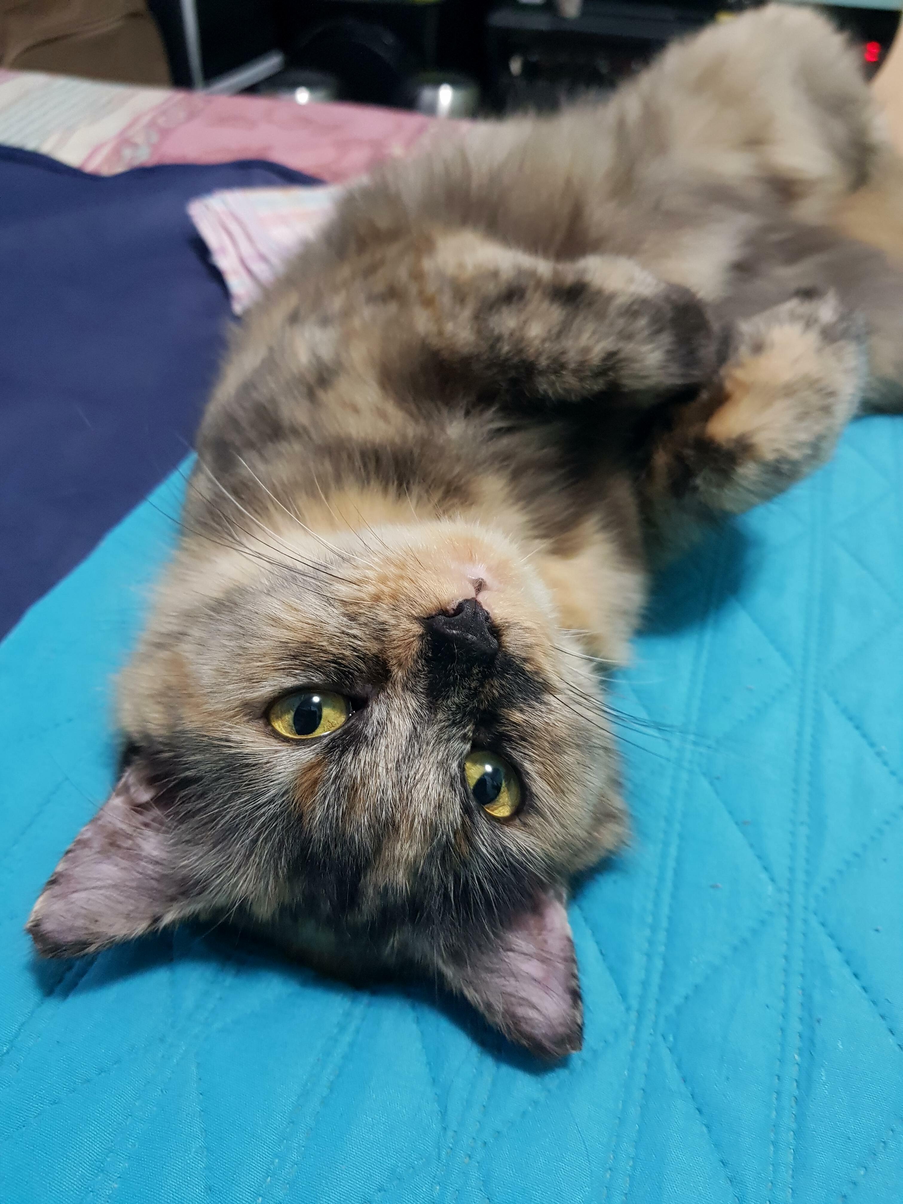 One of My Cats... Her Name Is Chey, and She Thinks Shes Fabulous!