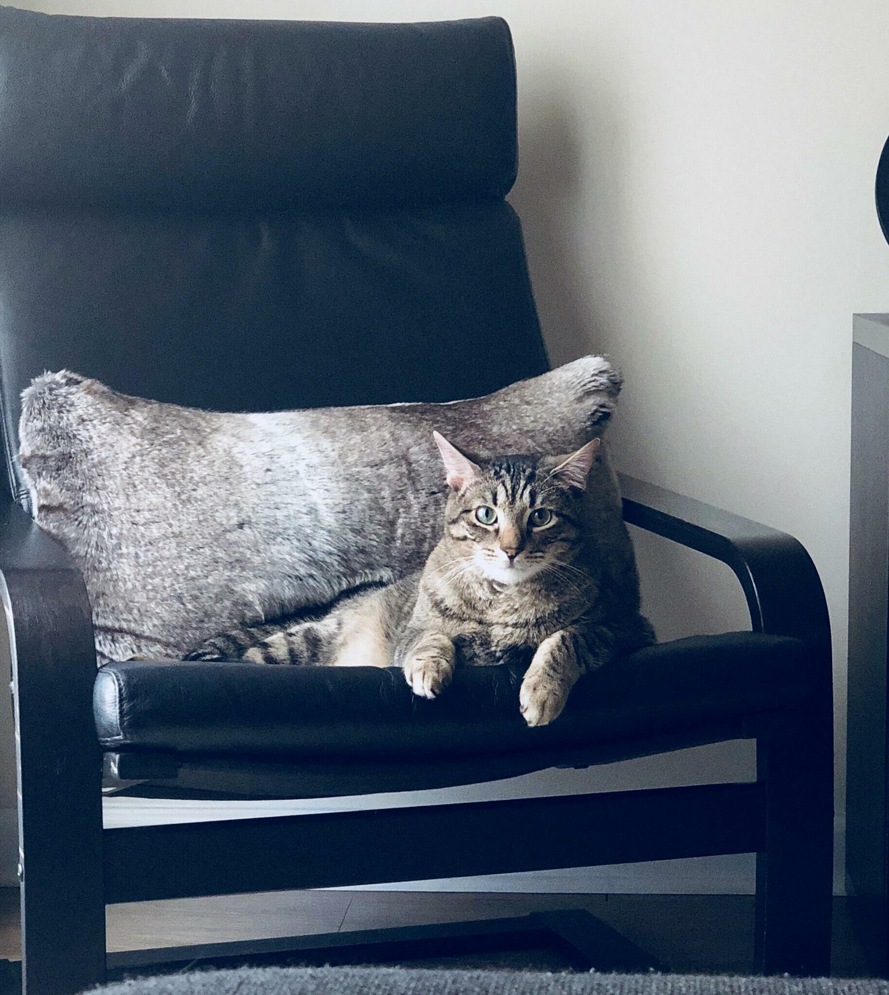 One of My Handsome Boys in His Favorite Spot. He Blends in with the Pillow.
