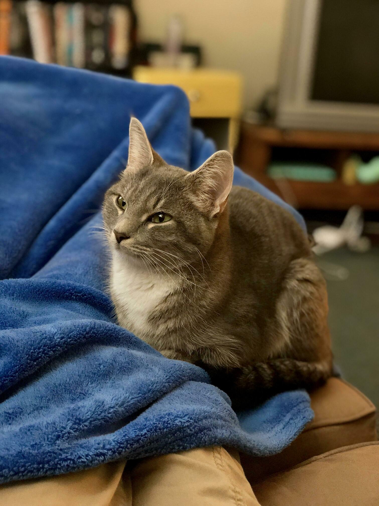 One of the Last Photos I Took of Nova. the Vet Killed Her, and Were Devastated.