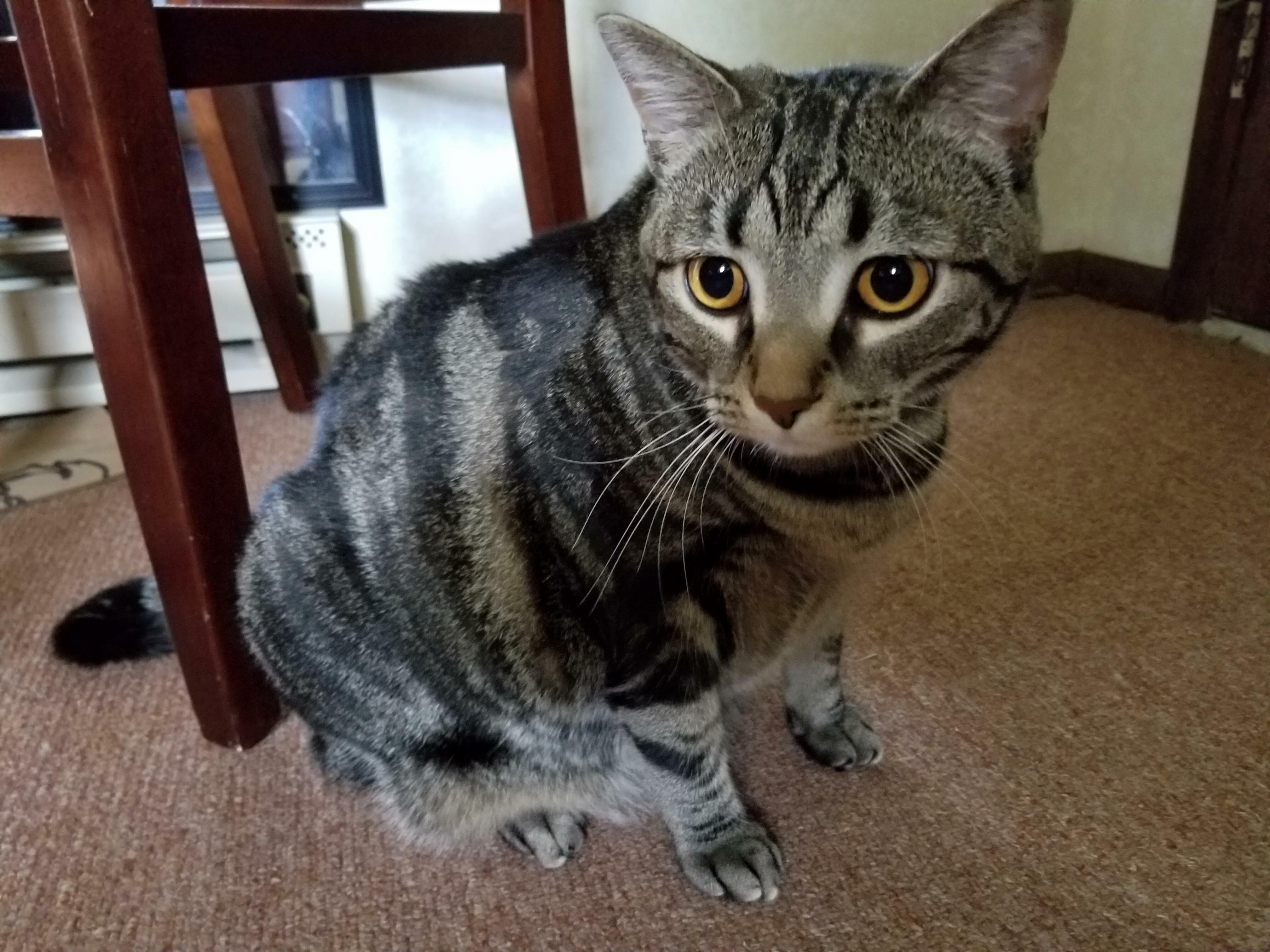 One Year Ago Today I Got Miss Libby Belle (4th of July, Liberty Bell......get It). Today Shes a Reluctant Big Sister to Floyd and Still the Sweetest, Most Cuddly Cat Ever