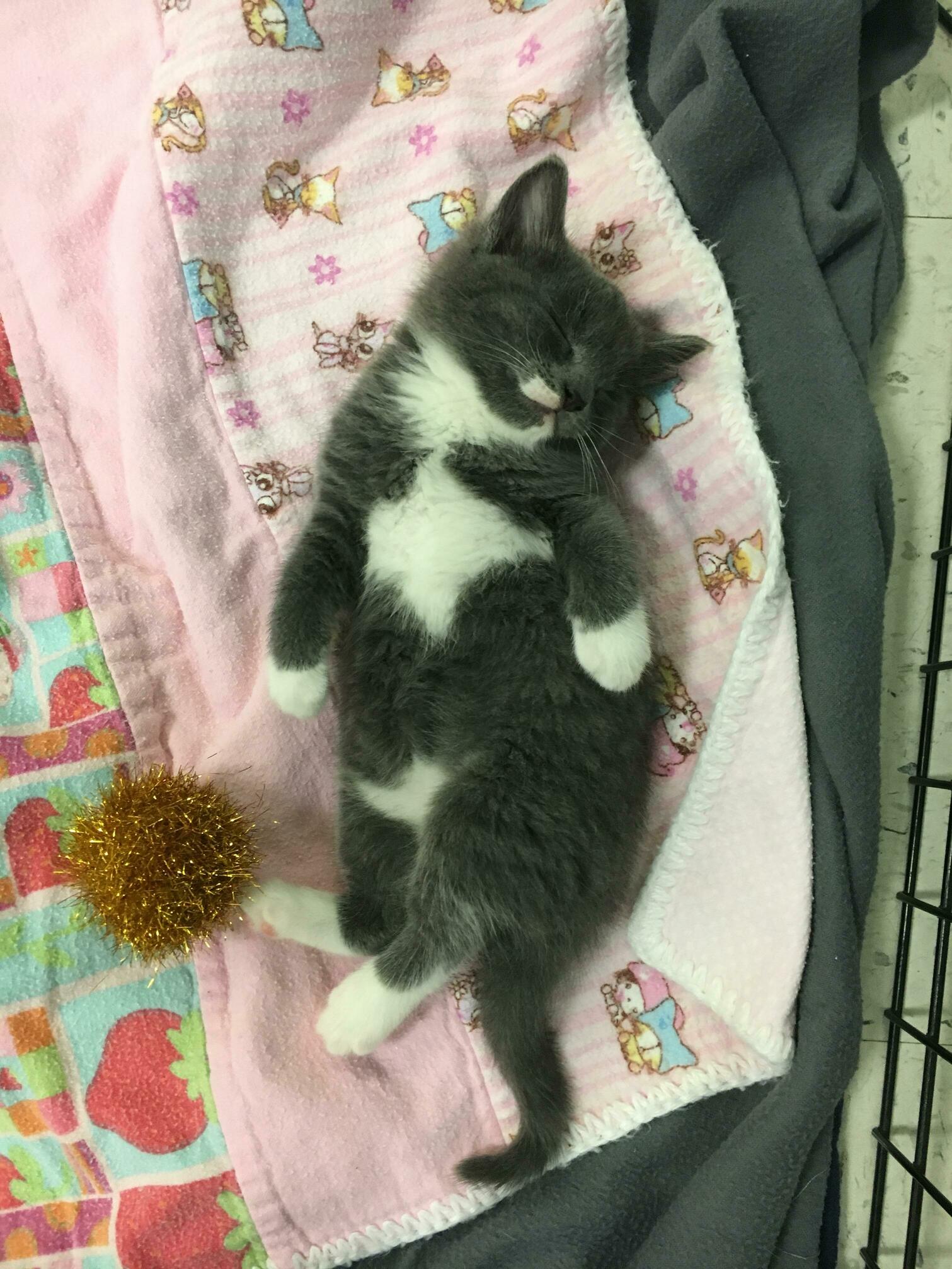 Open for Tummy Scratches