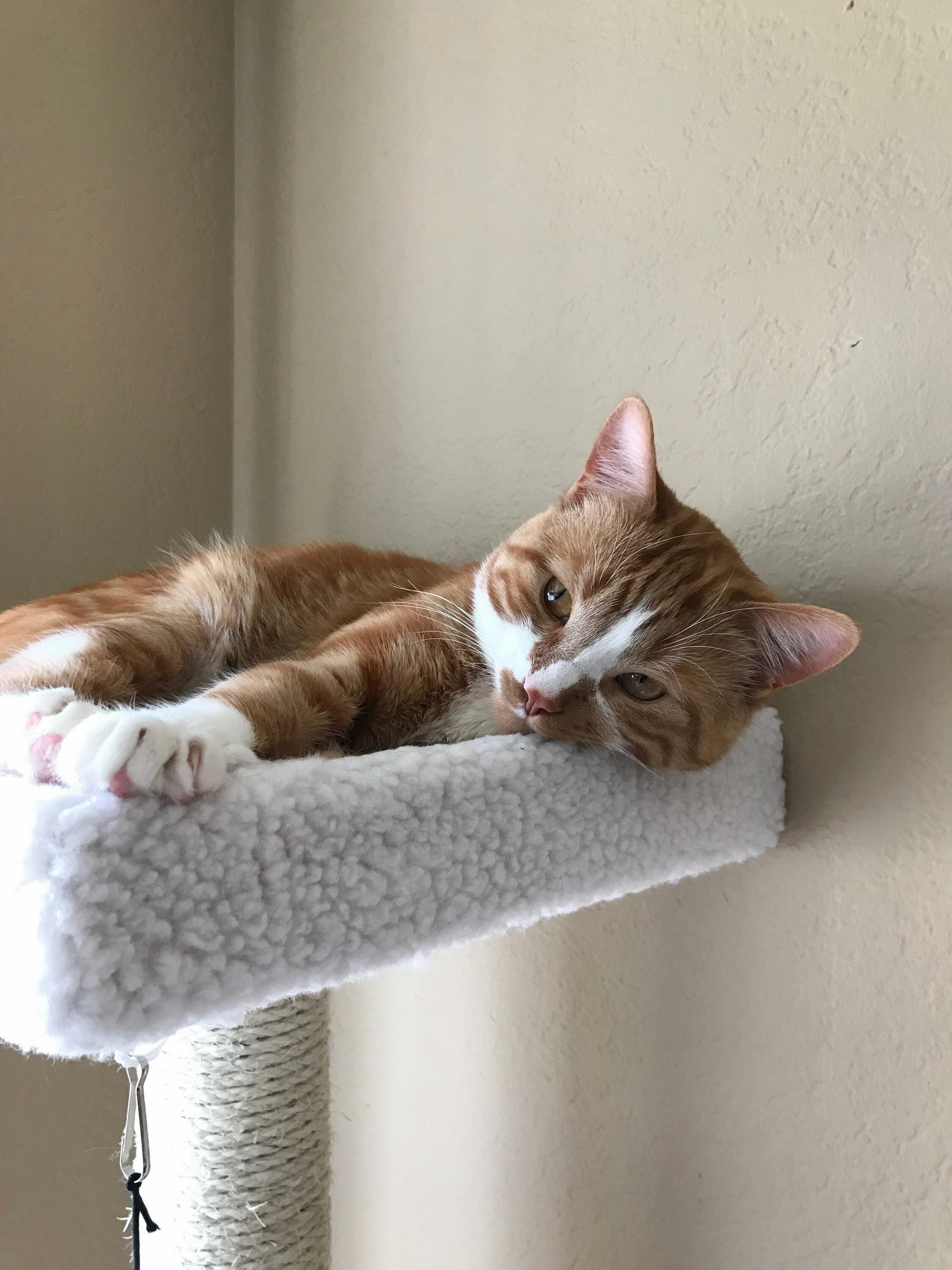 Orange Boy