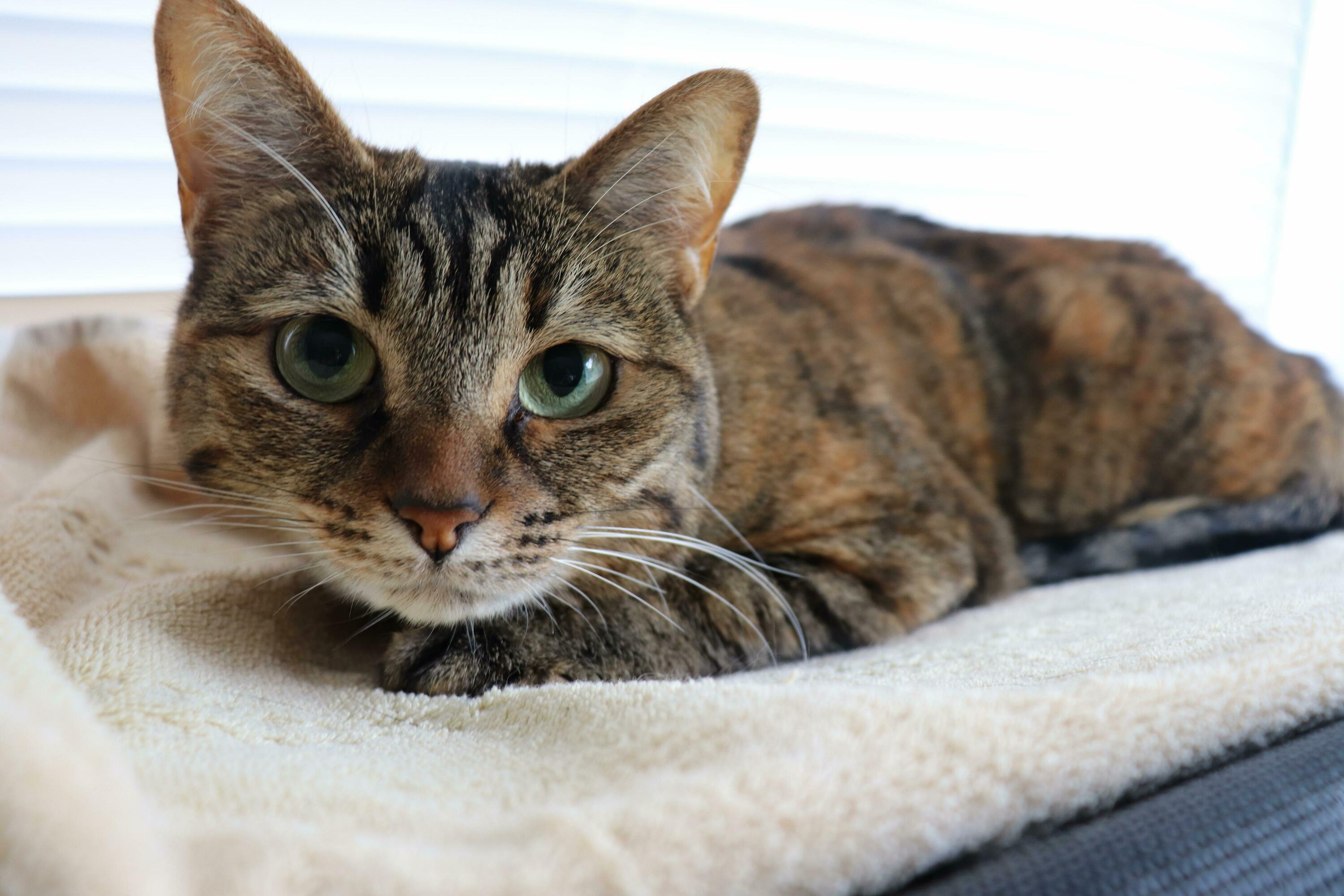 Our Adopted Tabby Khaleesi
