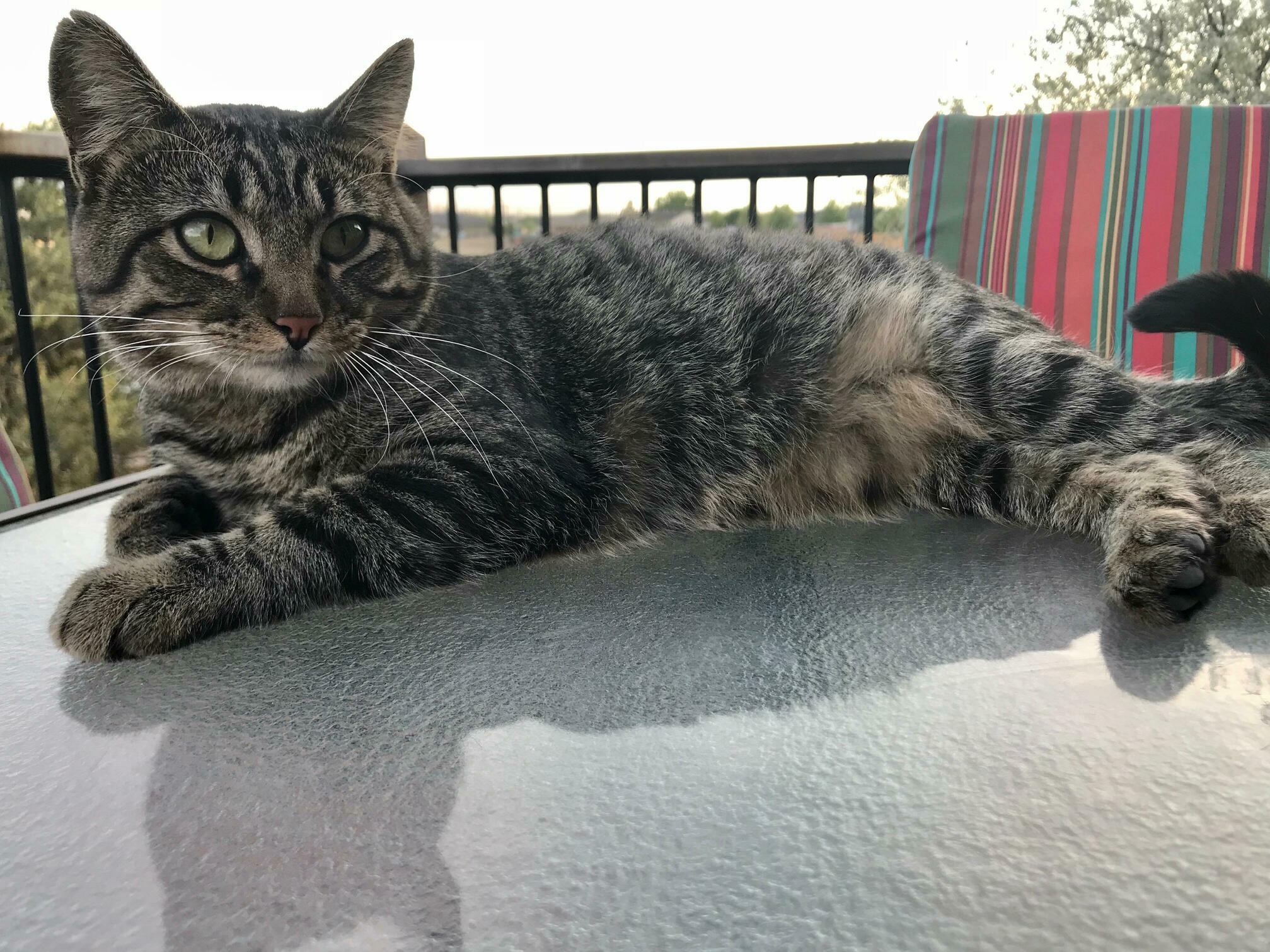 Our Brand New Patio Table Is Doctor-approved!