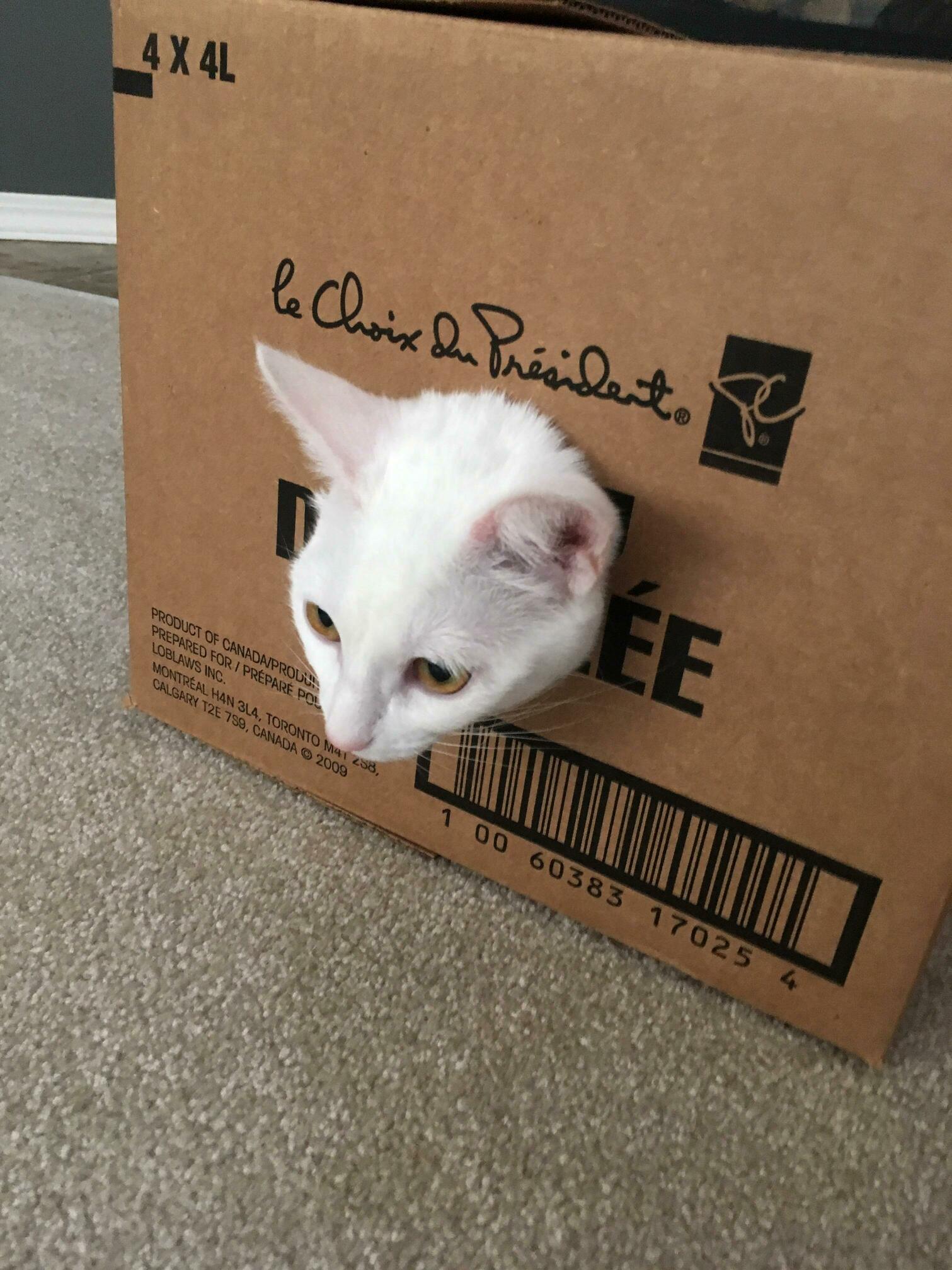 Our Cat Coco Got Her Head Stuck Again...