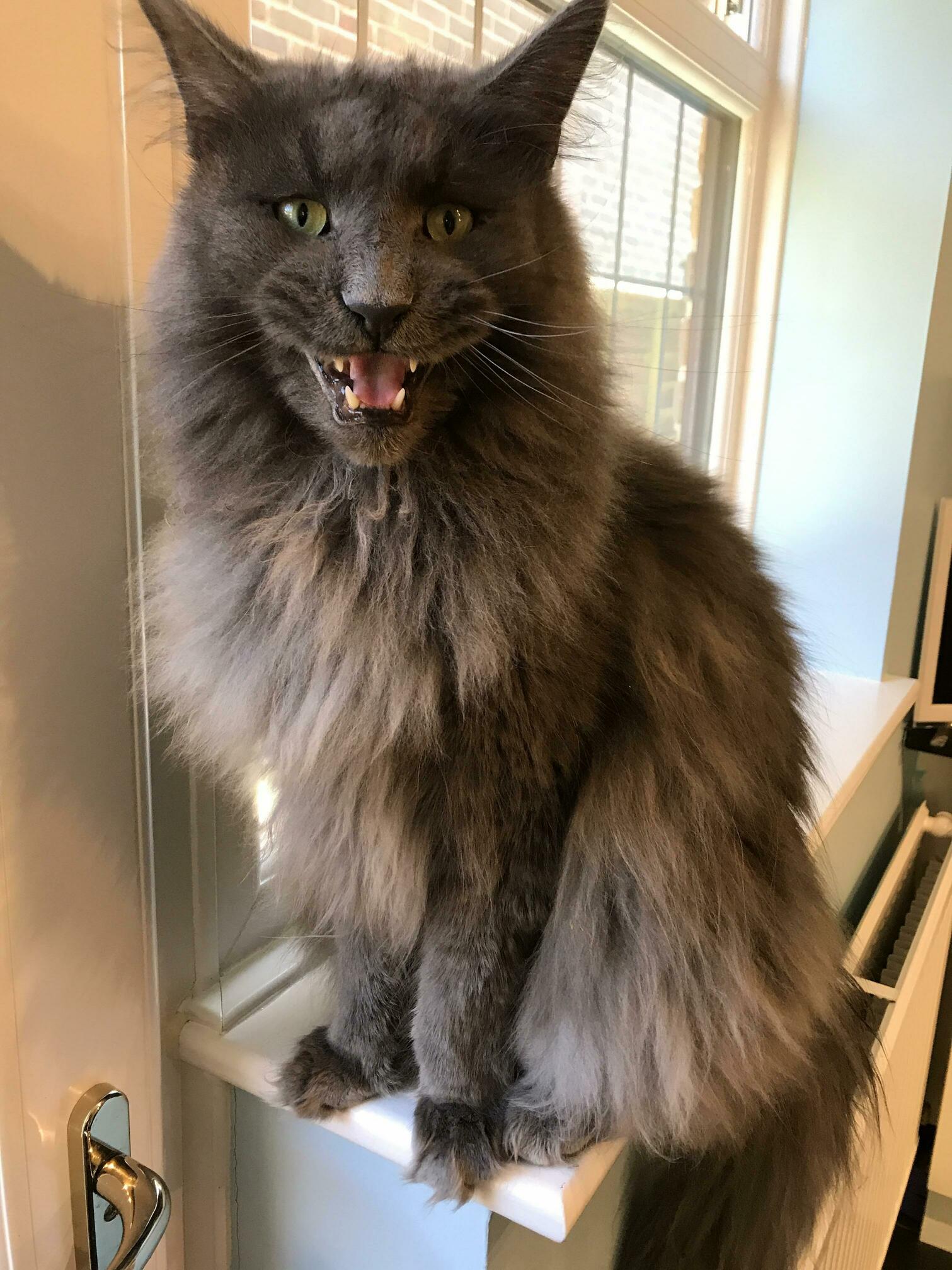 Our Fluff Shouting to Be Let Outside