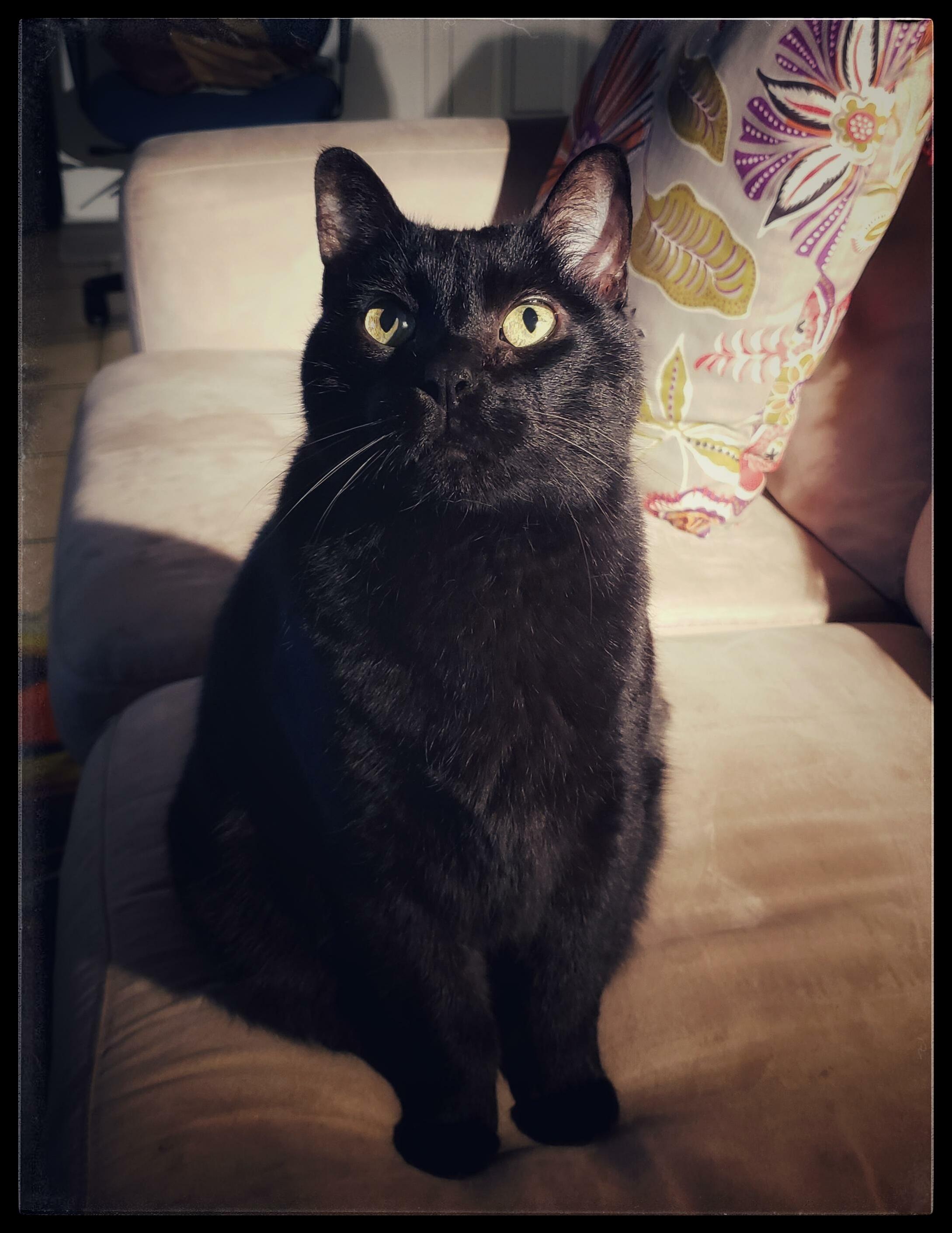 Our Handsome Old Man, Mr Cat