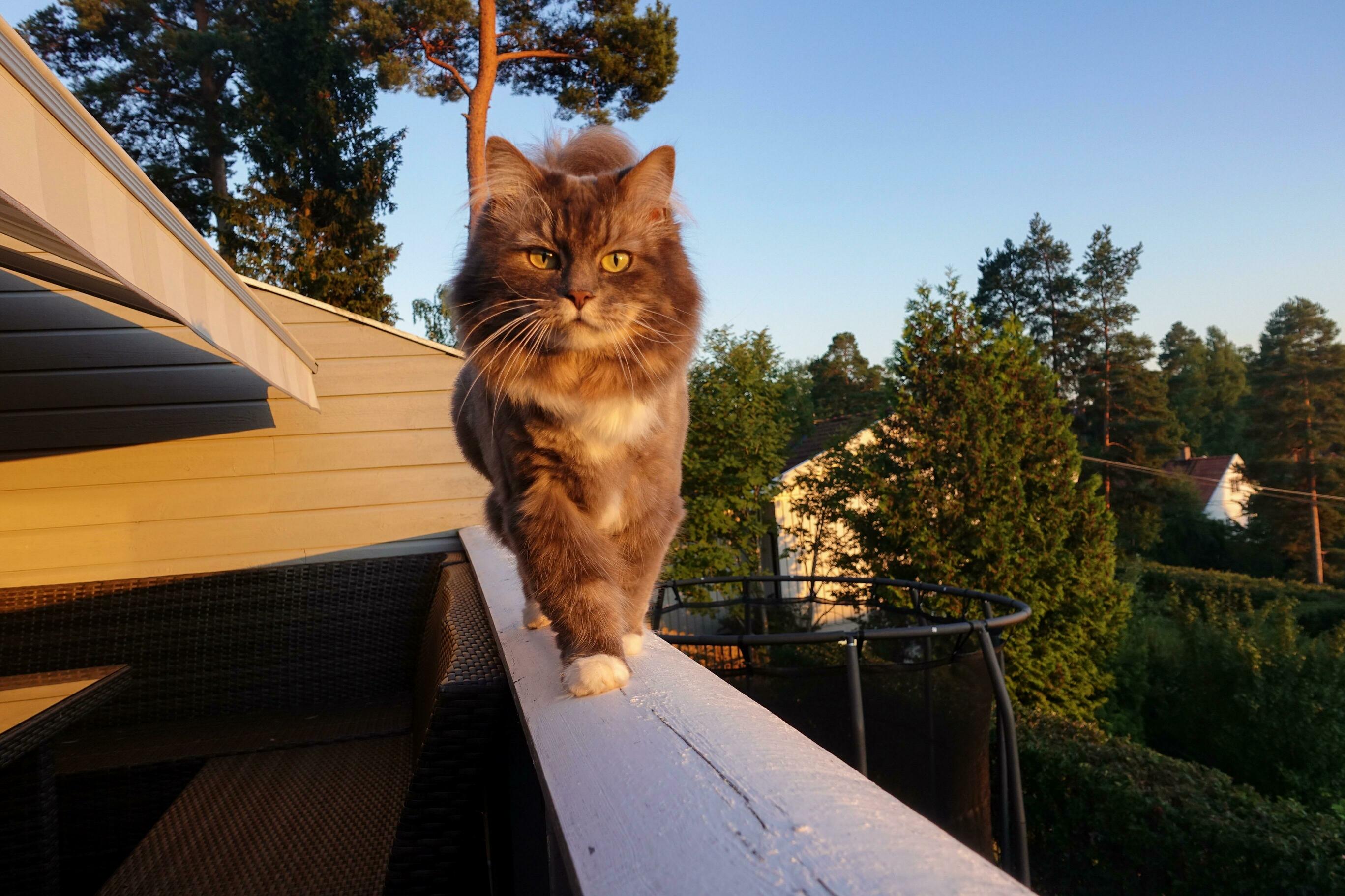 Our Nala Out Strolling