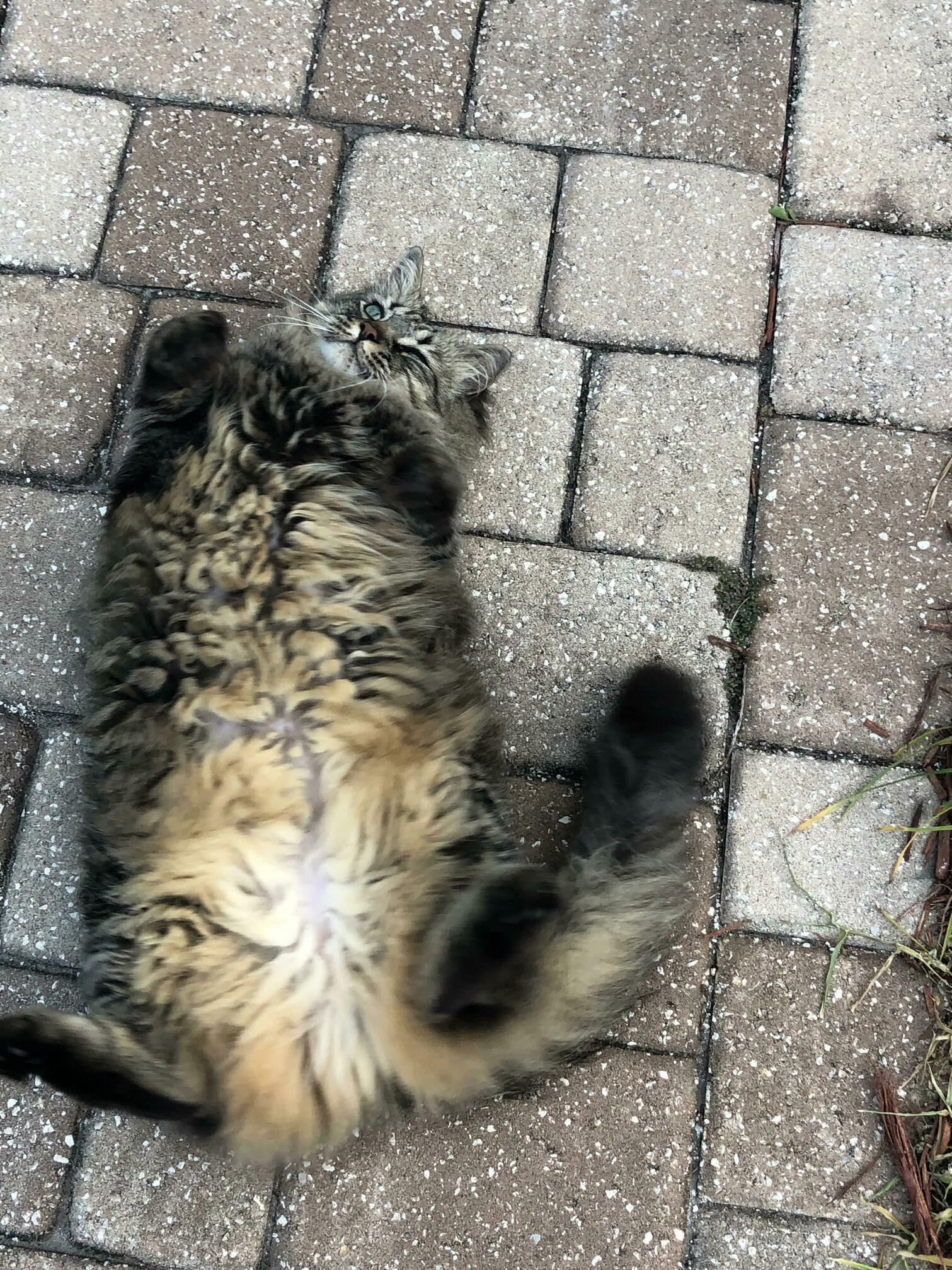 Our Siberian, Zippy, Enjoying a Nice Florida Afternoon