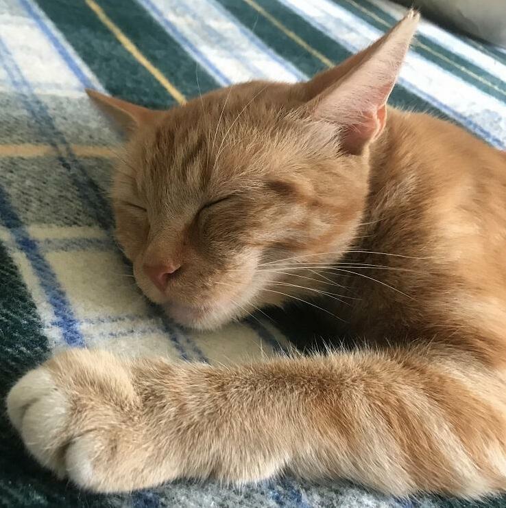 Our Sweet Stray Catching His Daily Nap Time...