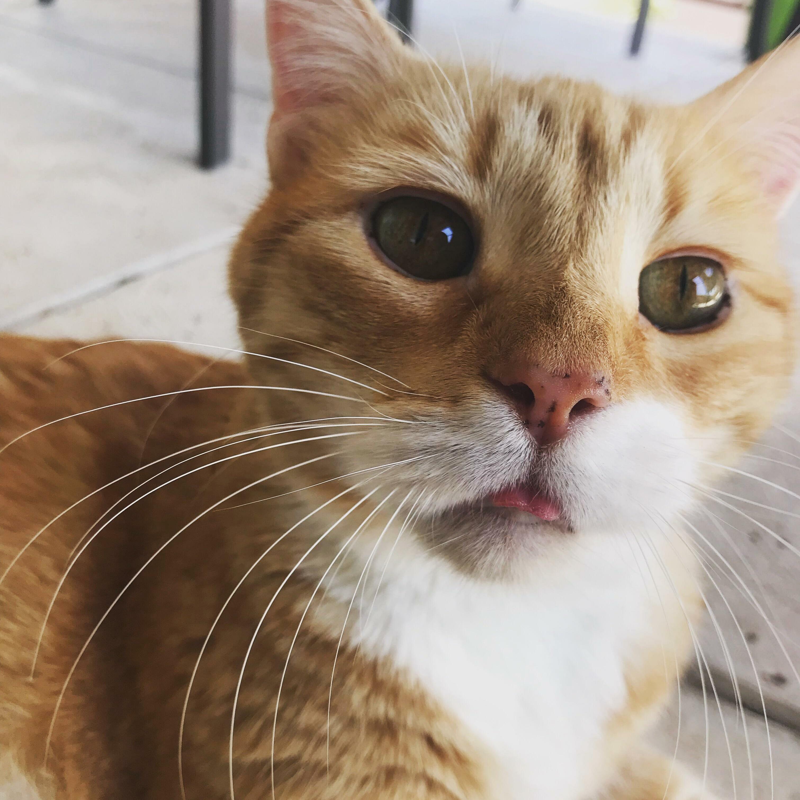 Omalley Bleps