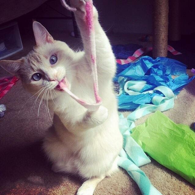 Pearl