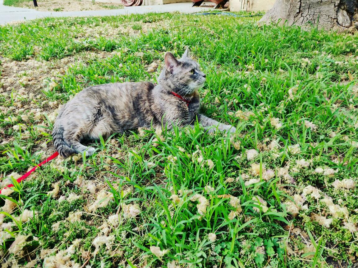 People Say Im Weird for Taking My Cat Outside on a Leash, but I Like My Jezebelle More Than People