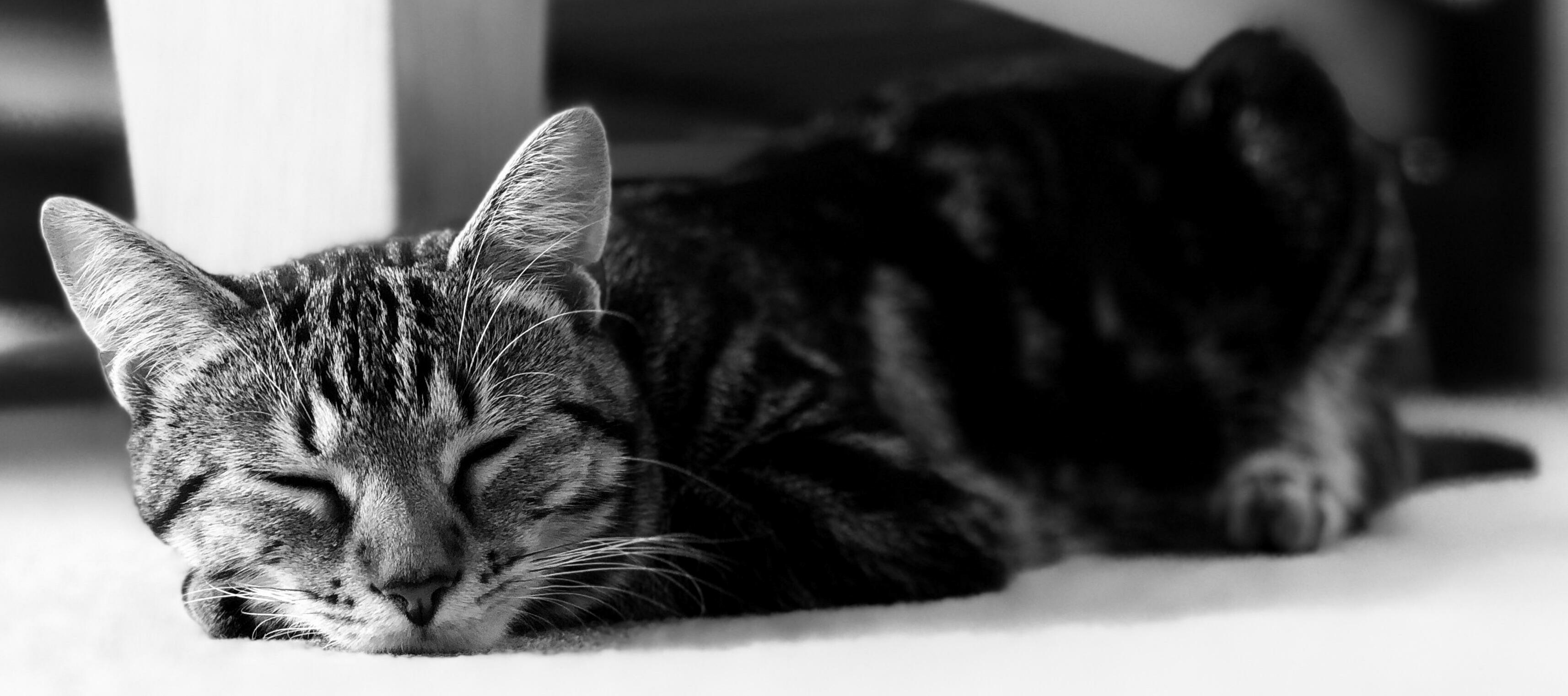 Photo I Just Took of Wilbur