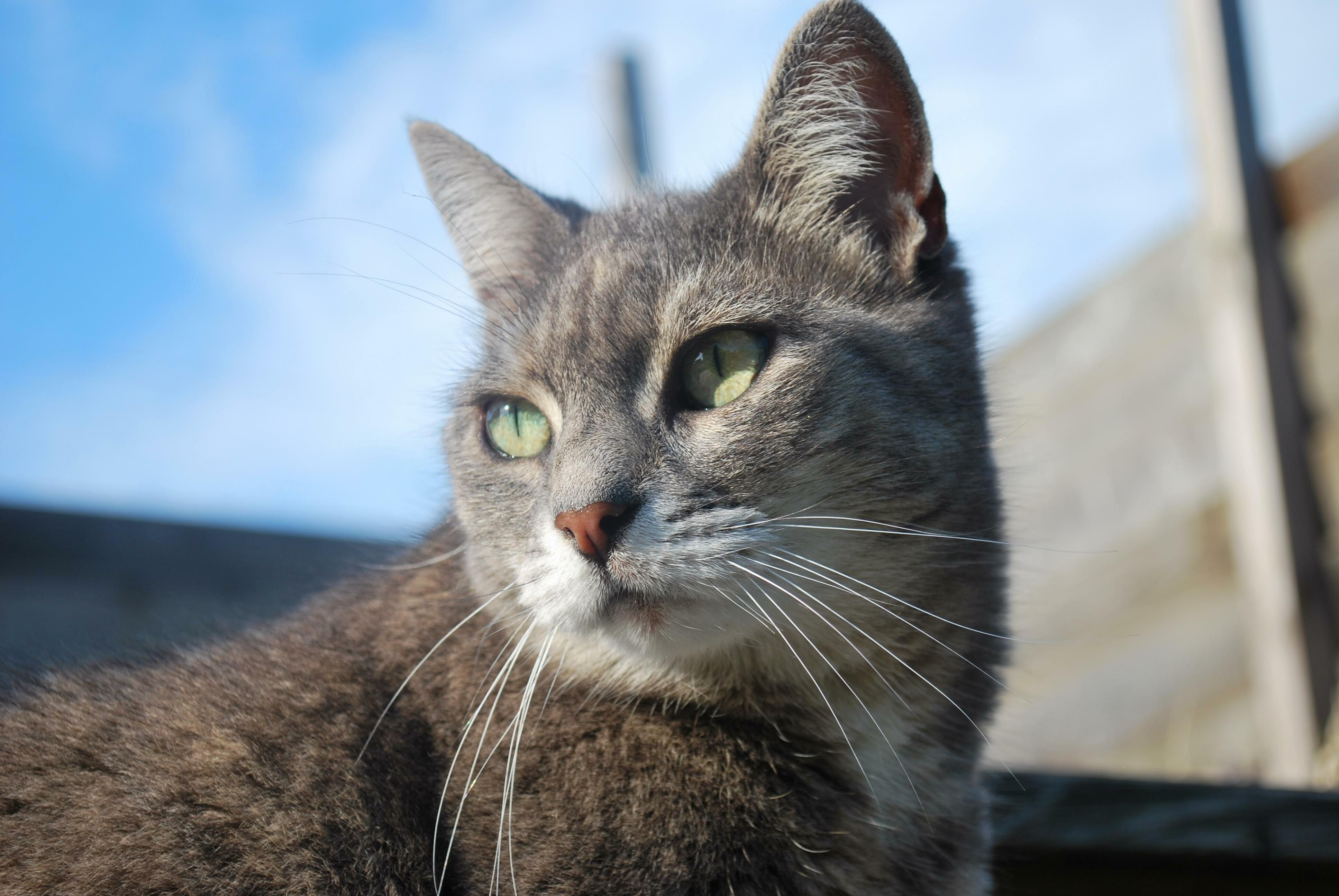 Photo I Took of My Cousins Cat a Few Years Ago. Unfortunately She Isnt Alive Anymore.