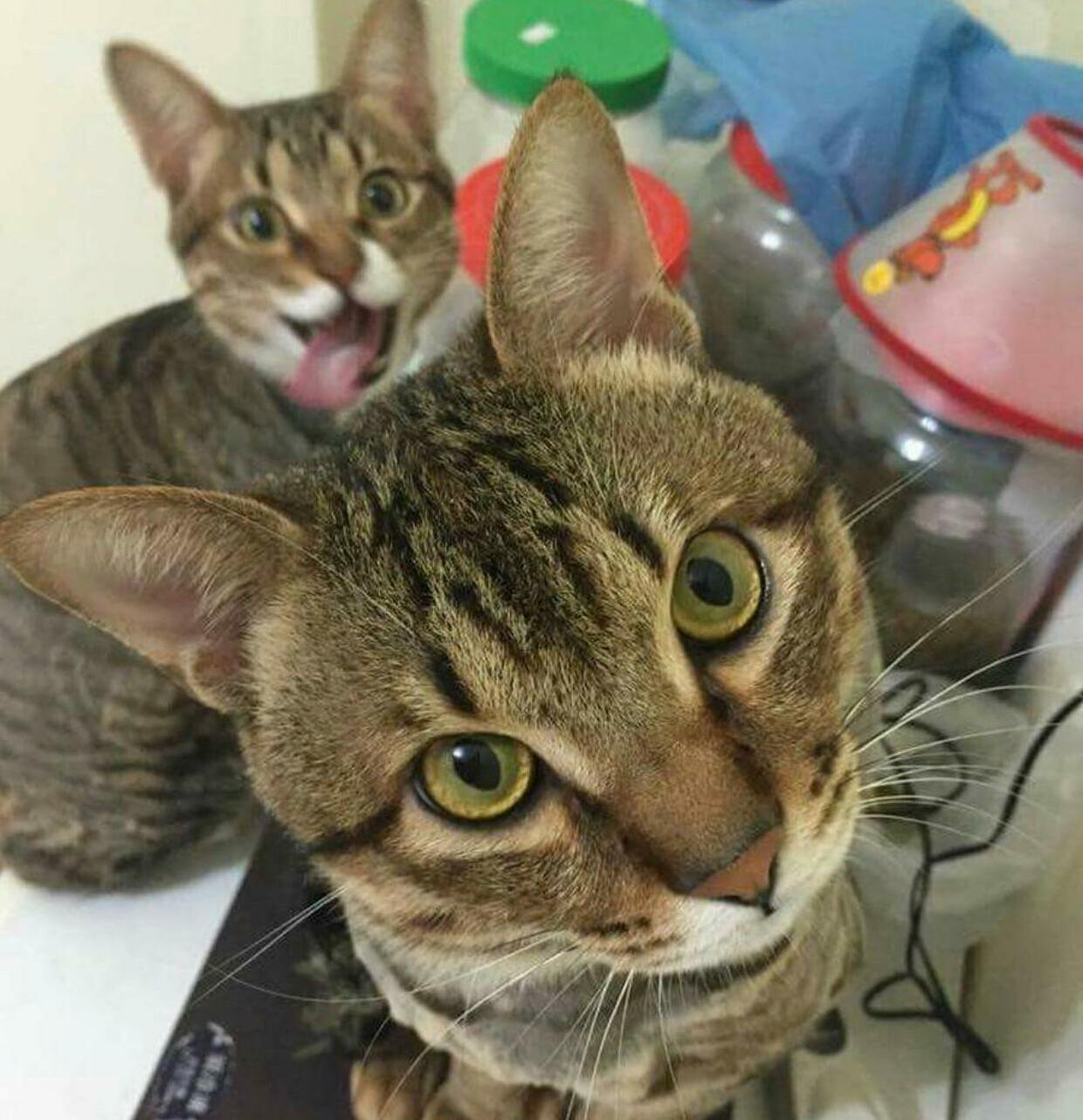 Photobomb