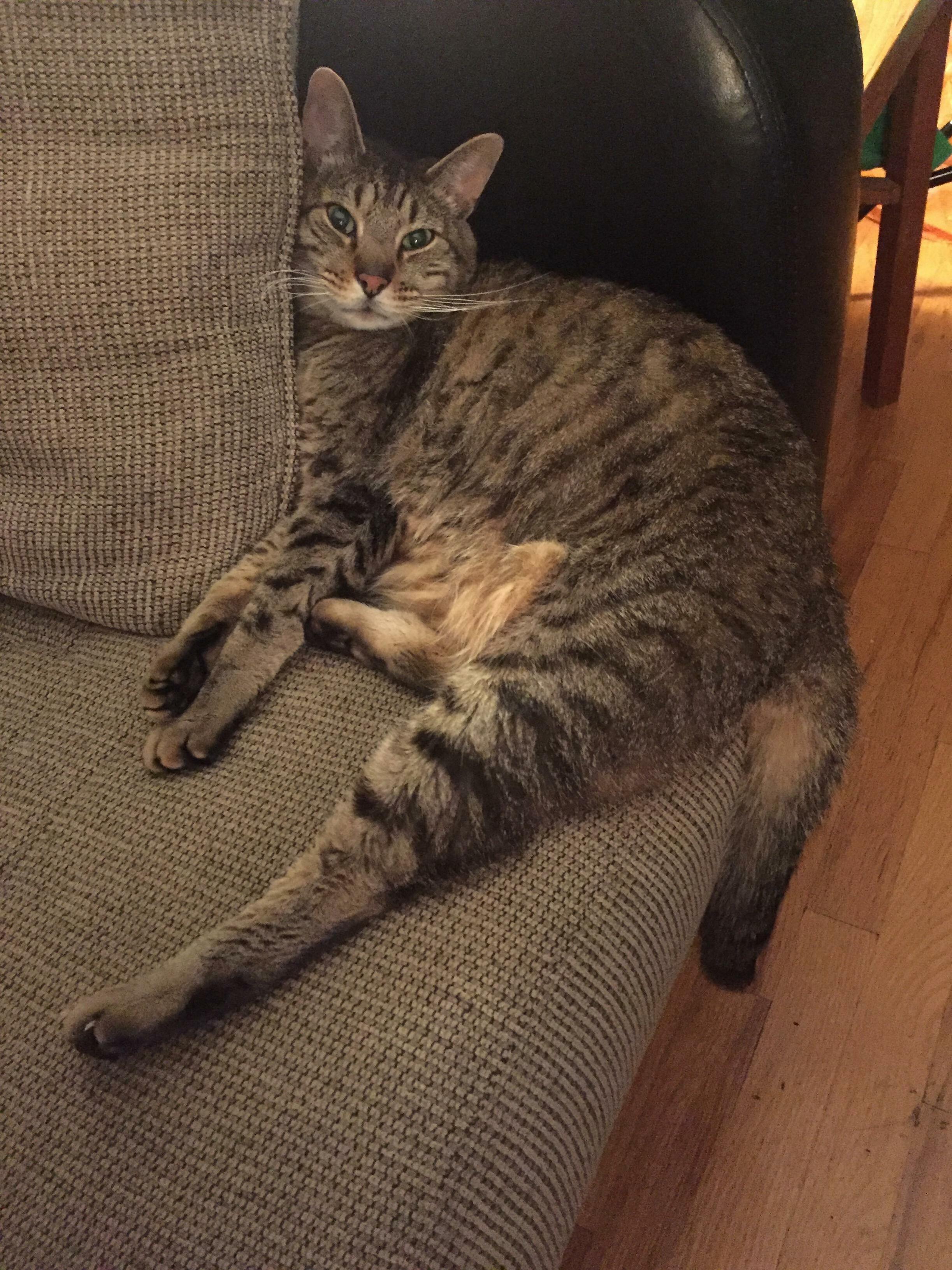 Plenty of Room on the Whole Couch...but Im Just Gonna Wedge Myself Here...
