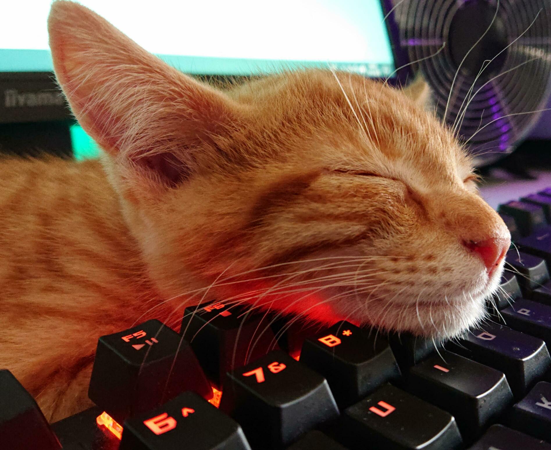 Porg Is Loving the Rgb