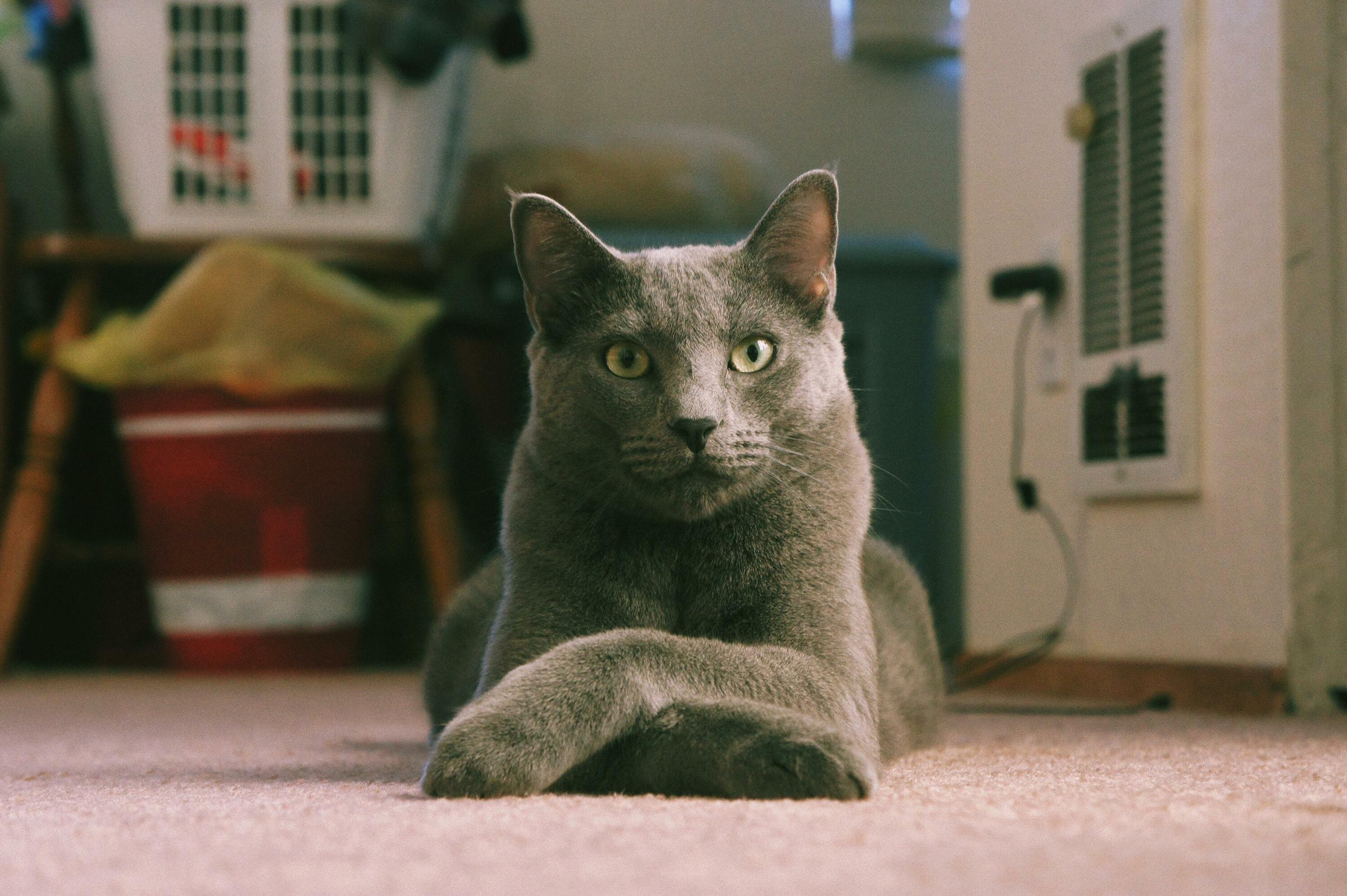 Portrait of Animal aka Aminal