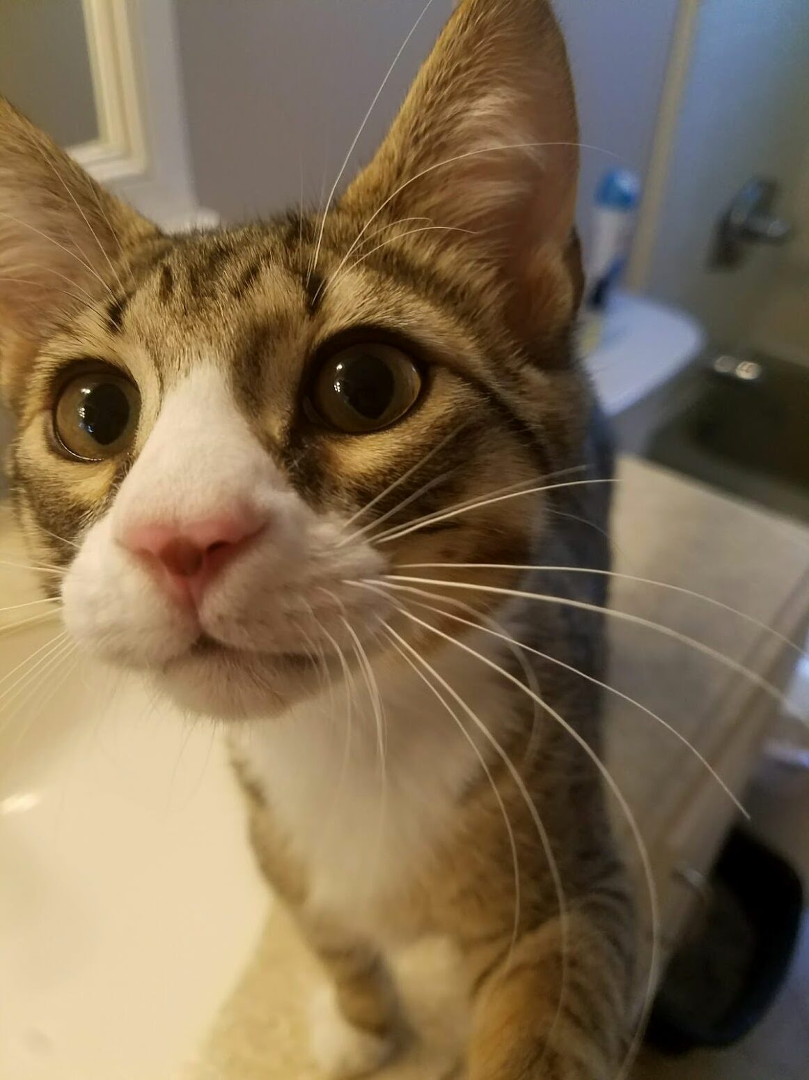 Possible Mixed Breed