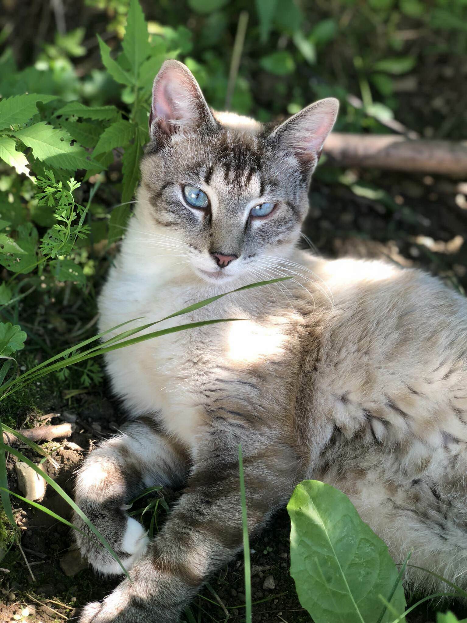 Prettiest Stray Cat Ive Ever Seen