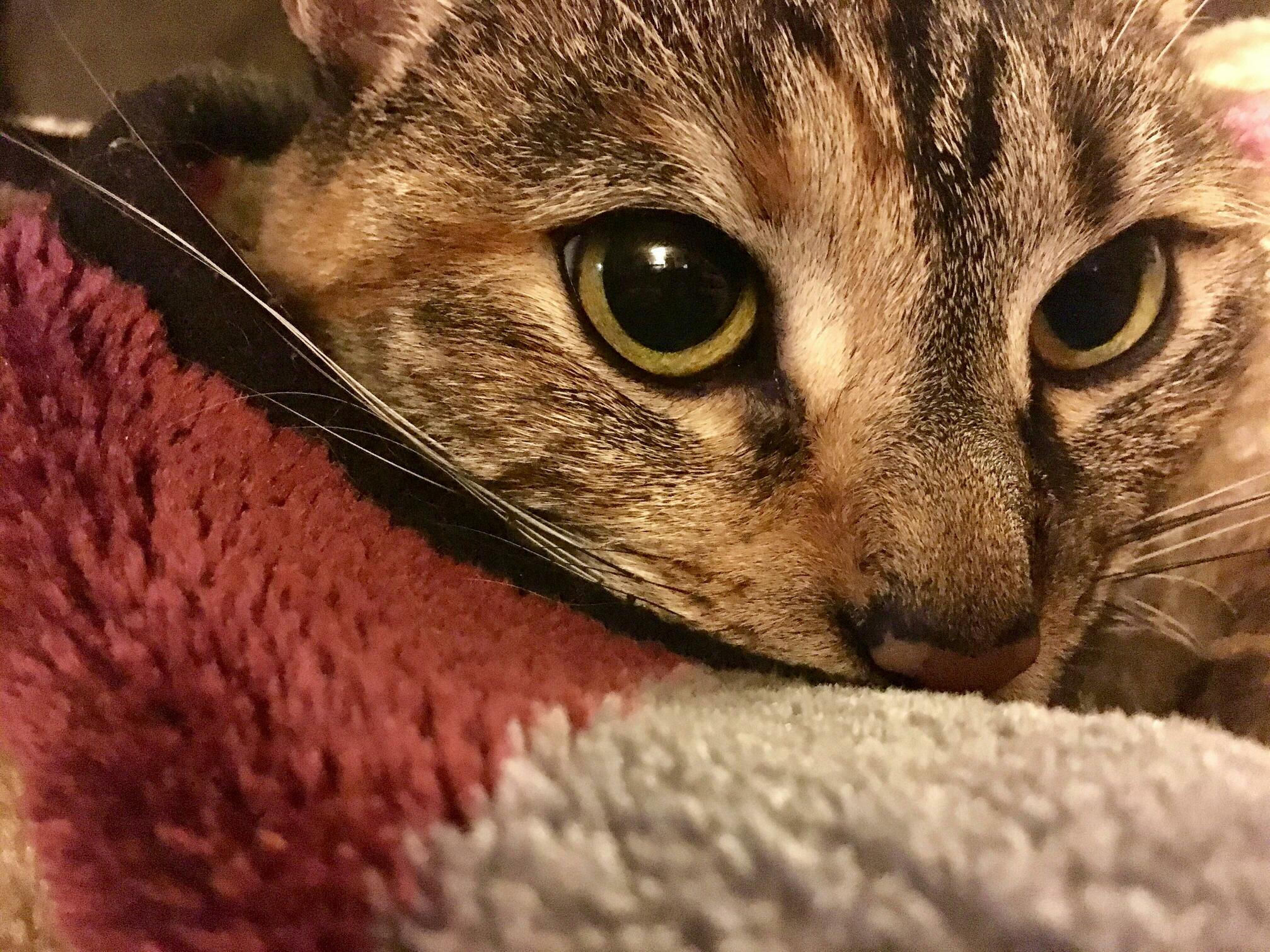 Probably the Best Picture I Will Ever Get of Little Julie.