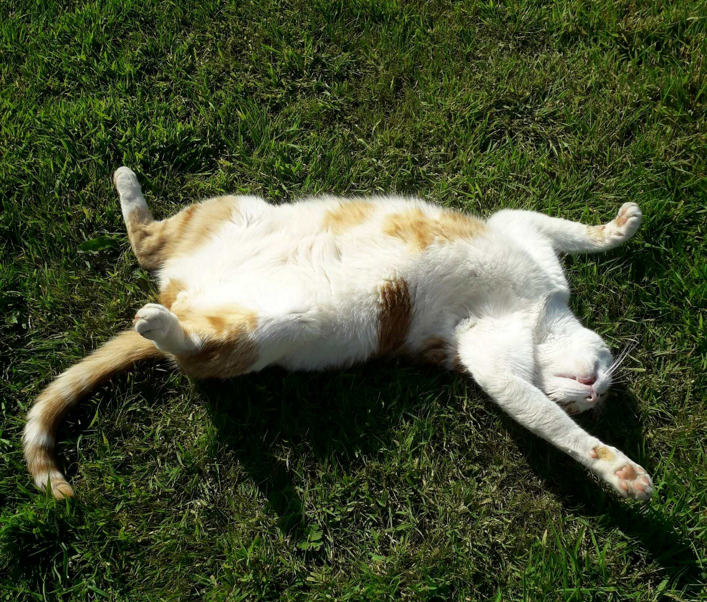 Puddy Loves the Sun
