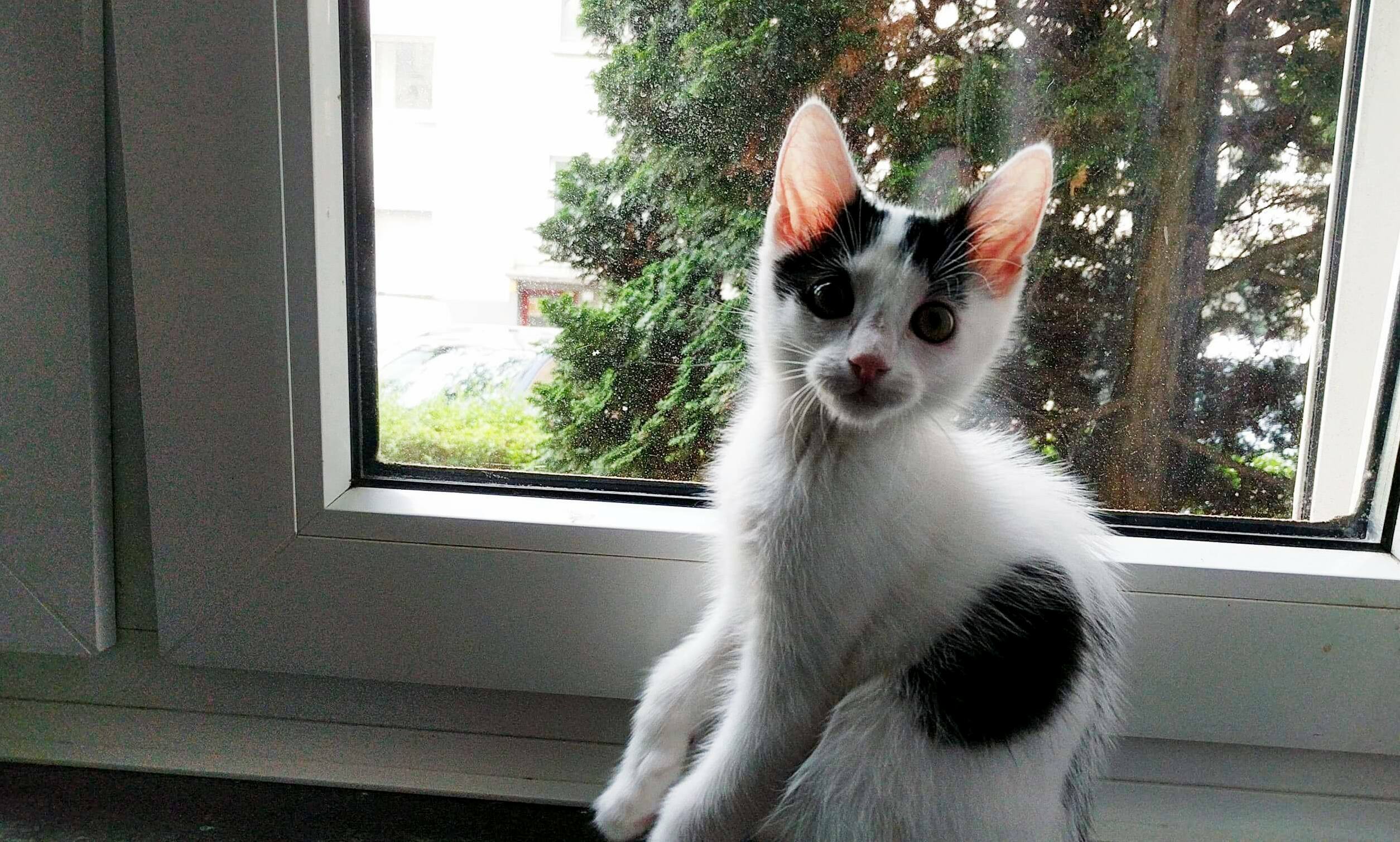 Puka at Her Favorite Place by the Window