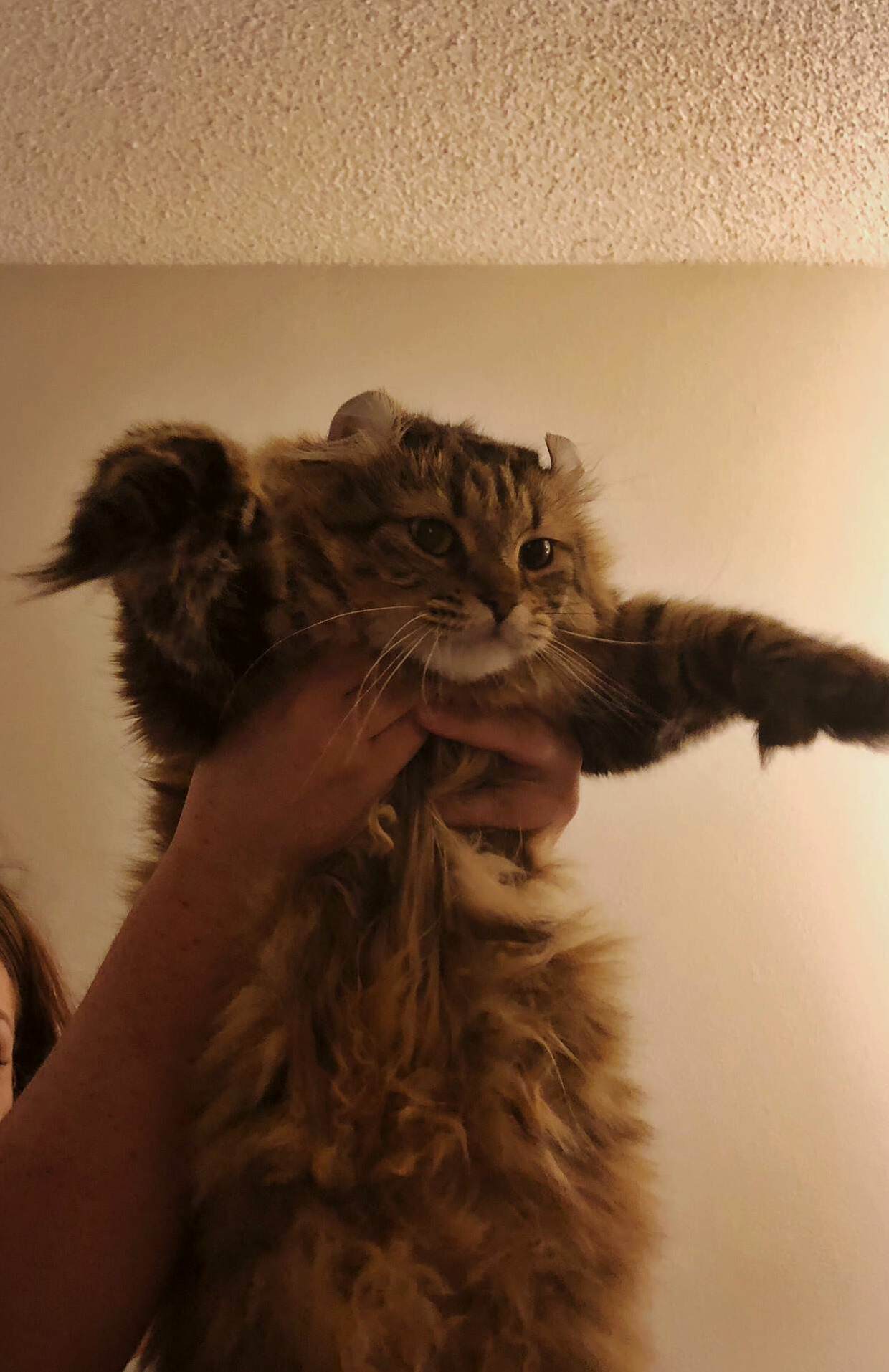 Queue Lion King Intro Music