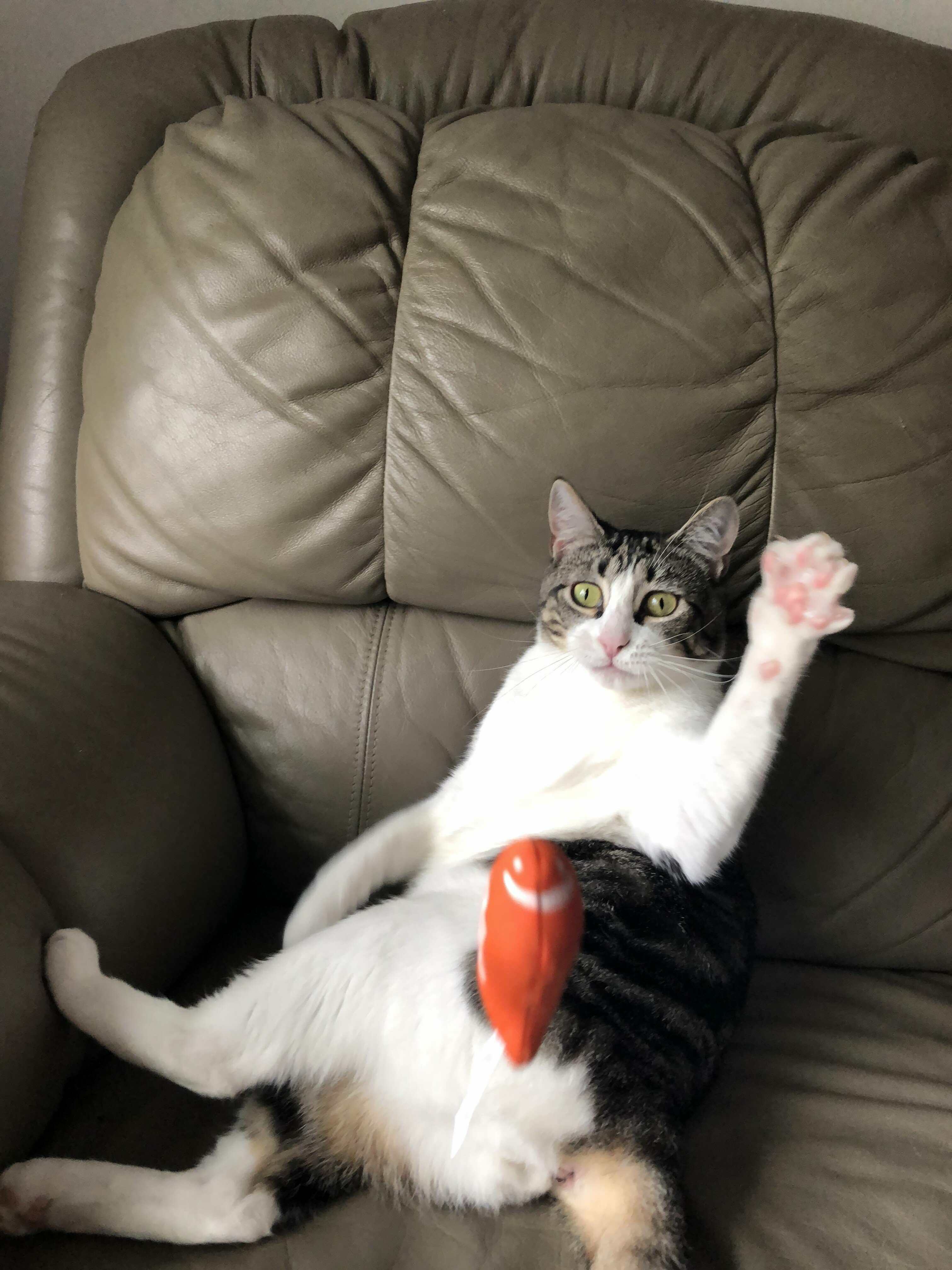 Rao Saying Hi to Everyone