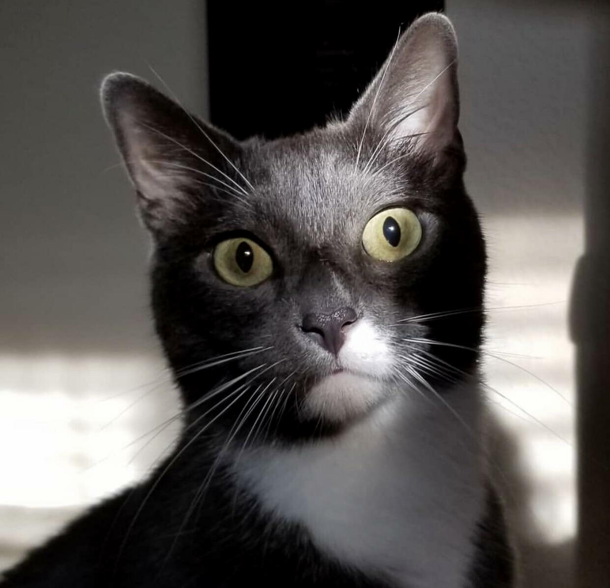 Recently Adopted This Guy, Rocky
