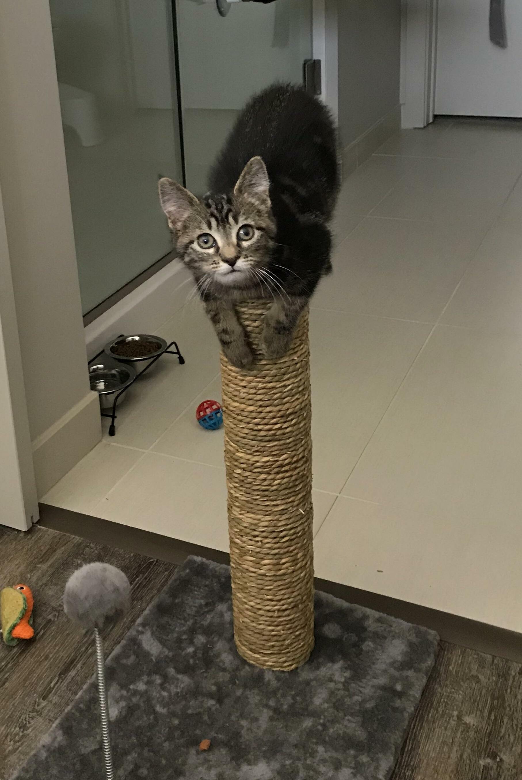 Reddit Meet Tilian (Tilly)