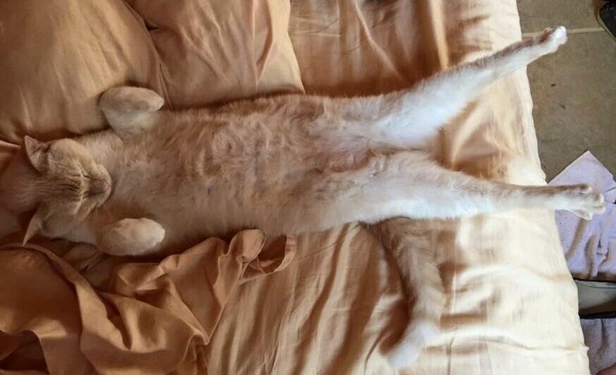 Relaxation Level Expert